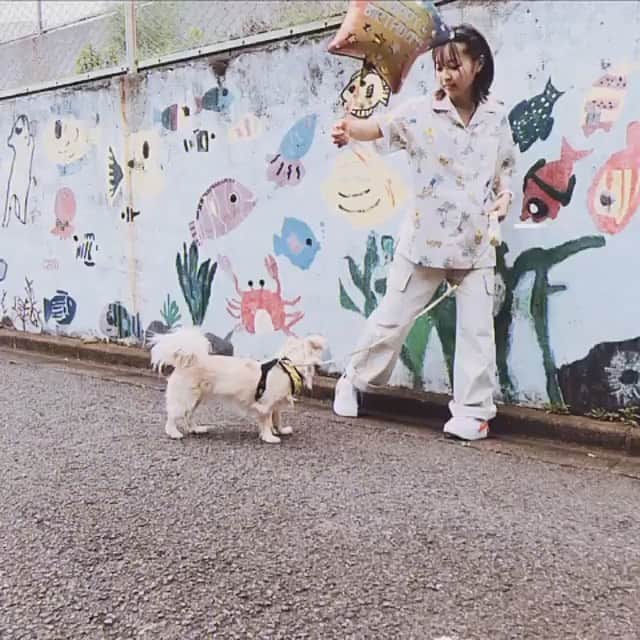 桜子のインスタグラム：「女の子が作ってDMで送ってくれた🎥💜  #happybirthday #dog #chihuahua #チワックス」