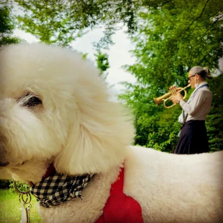 TOKUのインスタグラム：「Teddy & I 🎺  #teddy #teddythedog #goldendoodle #jazz #music #power #art #creativity #purpose #life #love #motivation #chemistry #harmony #ジャズ #音楽 #アート  #jazzsamurai」