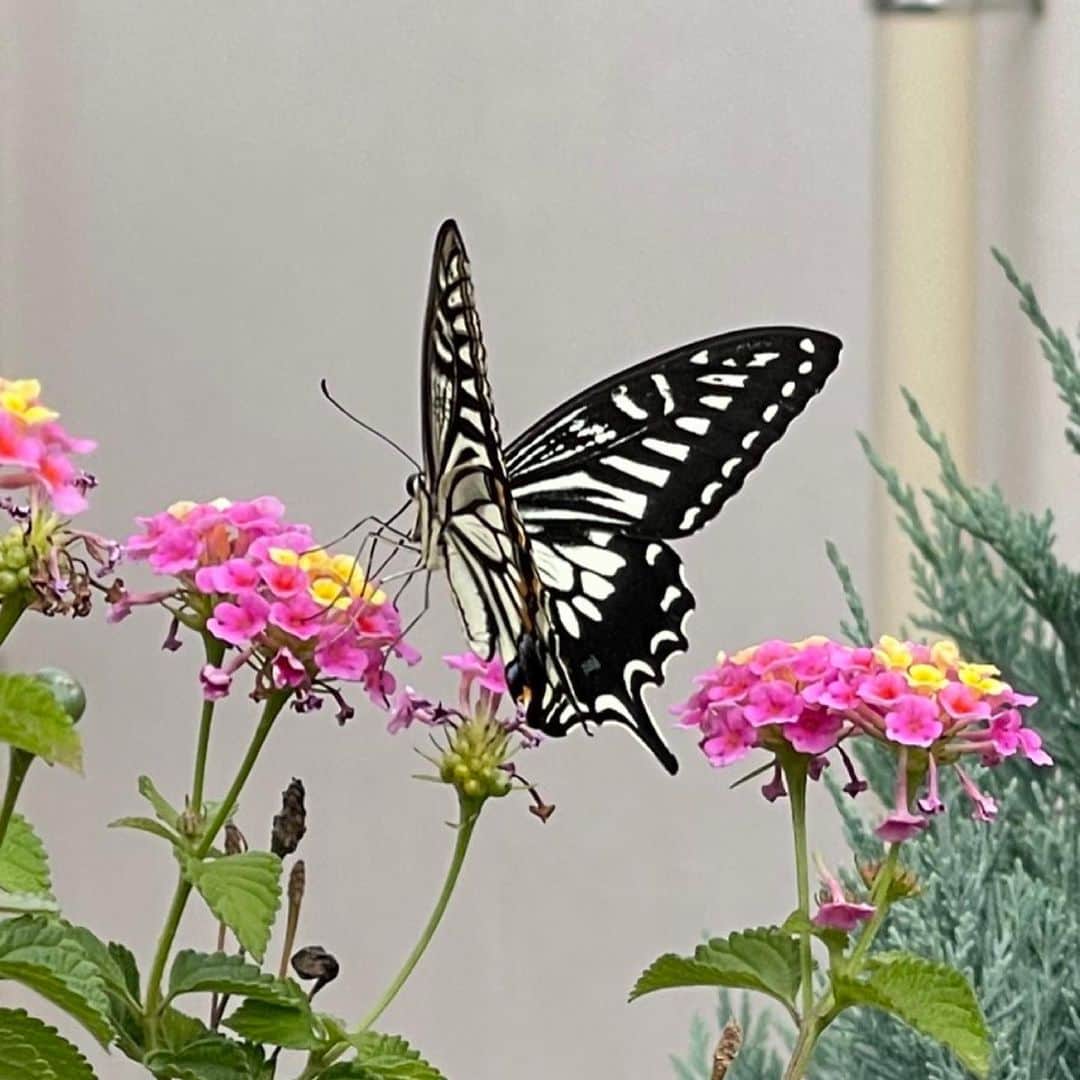 キャシー中島さんのインスタグラム写真 - (キャシー中島Instagram)「* 朝、屋上に行くと美しいアゲハ蝶がいました。 いつもこの時期に来てくれるので、(同じ🦋ではなくたぶん同じ一族だと思うのですが)なんだか七奈美が会いに来てくれてる気がして、いなくなるまでずーーっと見ちゃいました。  今日は神戸で仕事です。 新幹線に乗るのも🚅久しぶり！ 私以外はだぁれも乗っていません。 キルトサロンの会場に着きました。 窓を全部開けてもらって換気をしっかりして、 熱を測って、アルコール消毒をしてと感染対策をしています。  #マカナナキャシー の服を着た生徒さんとっても可愛い💕💕  バルジェロで作ったポピーのタペストリー、素敵に出来上がりました。  今日からサロンに入った生徒さんが美しいお花をくださいました。 ななちゃんが好きだった芍薬の花綺麗ですね❣️ 明日持って帰ります。 楽しい時間でした。  p.s.  エンジョイホビーカフェのインスタがスタートしました。かなえママが作っています。 洋輔と私が先生になっていろんなホビーをご紹介します。 覗いてみてね❣ @enjoy_hobby_cafe」6月2日 22時40分 - official_kathynakajima