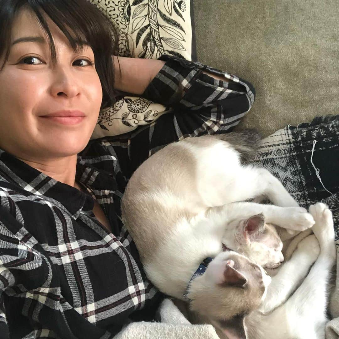 小野真弓さんのインスタグラム写真 - (小野真弓Instagram)「おはようございます☺️ ナナちゃんです🐾 アオくんとそっくりだけど、 あたしの自慢は、顔のもようのアシンメトリー。  おかーさんが、 朝からあたしのカッコイイ写真が欲しいと騒いでいます📸  お礼は豚しゃぶをおねがいします。 朝でもたくさん食べられます。 窓から見える蝶々と小鳥を追いかけてみたい今日この頃です。🦋🕊🦋🕊 おかーさんの髪の毛は毎日サラサラです。 今日もていねいに、とかします。 髪は伸ばしてほしいです。  みなさんも、朝ごはんをたくさん食べて、 元気におすごしださい( ´ ▽ ` )🐾❤︎  #子猫兄弟#アオくん#ナナちゃん #生後４ヶ月#捨て猫出身#髪の毛大好き猫 #大人と子供の狭間#朝陽を浴びる猫#豚肉にハマる犬猫 #チワワ#ハナちゃん#シニア犬 #チワマル#ハルくん#甘えん坊犬 #犬と猫のいる暮らし#わんにゃん家族#犬猫日記 #kittycat #doglover #catlover  アオくんの斜め後ろにいる写真が多いナナちゃん🐱 たまには単独スポット✨ 安心できる相手か、斜め後ろからいつも見極めている賢いナナちゃん。 心を許したら、にゃあにゃあ、おしゃべり べったりの甘えん坊ちゃんです☺️🎀」6月3日 6時23分 - hanaharuaroi