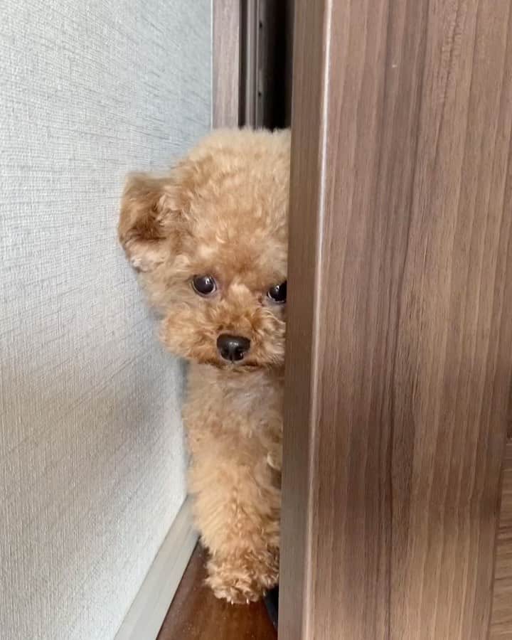 しらす先輩のインスタグラム