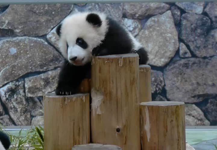 パンダ（白浜）のインスタグラム：「look at me mom #彩浜 🌈 #HELLOPANDABOOK 🐼😊🐼 #photography #adventureworld #アドベンチャーワールド #ADVENTUREWORLDPANDAS #baby #HELLOLITTLE #pandamental #hellopanda #ハローリトル #ハローパンダ #パンダグラビア #パンダ　and #panda #pandababy 🐼🐼🐼」