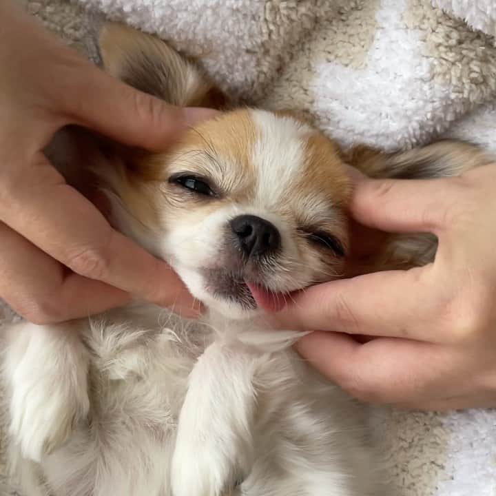 ちまのインスタグラム：「What do you do to relax💆🏼‍♀️？  小顔マッサージ🐶👐🏼  ちまも毎朝わたしの顔を ひっかいて揉んだり踏んだりして起こしてくれるんだけど 全然ママの顔小さくならないんだよねえ🤣  #chima #ちま #チワワ #chihuahua #ชิวาวา #ふわもこ部 #PECOいぬ部 #sniffandbarkens #WeeklyFluff #cutepetclub #doggy_lovings #massage #マッサージ #おうち時間」