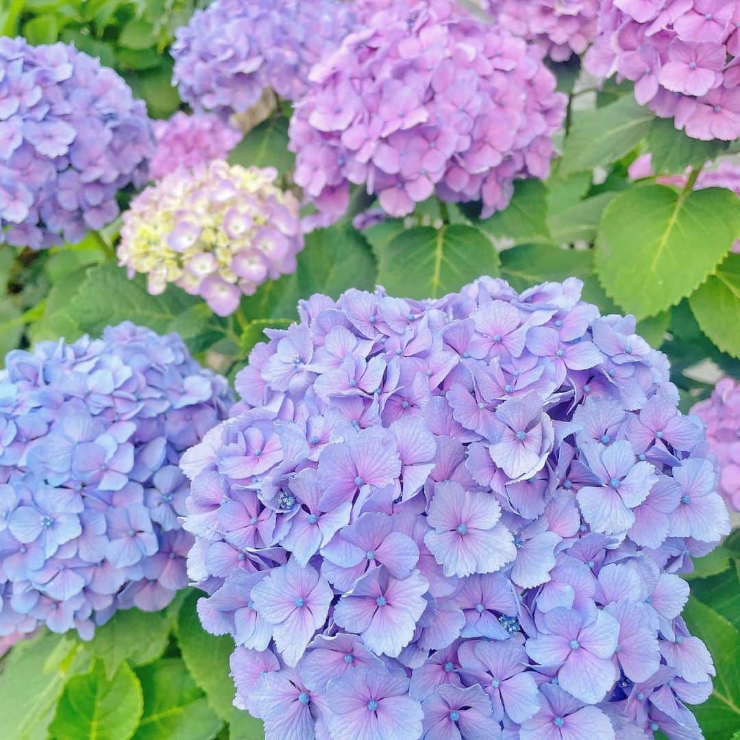 森田真理華さんのインスタグラム写真 - (森田真理華Instagram)「今日はいい天気だったね〜☺️ 大好きな紫陽花が見られる季節 ぽんぽんしててかわいい🦭」6月3日 17時05分 - marika__morita