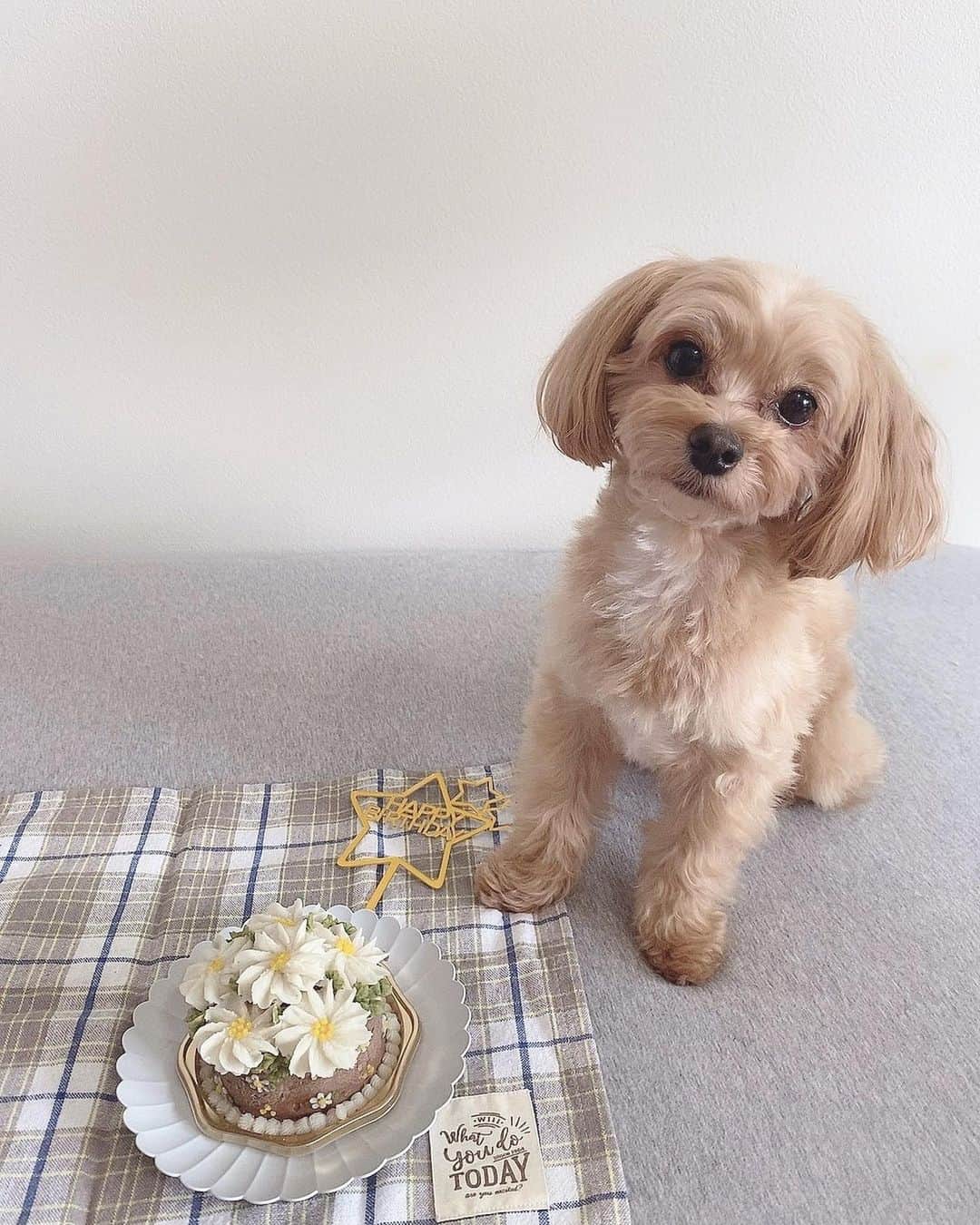 一ノ瀬恋のインスタグラム：「Happy Birthday ぷりん 🎂 4歳になりました🐶 普段パワフルで元気いっぱいのぷーちゃん❤️ 長生きしてね🥺✨✨ 今年は似顔絵ケーキじゃなくお花のケーキにした🌼  @dogcat_cakeshop_atelier_cadog  でオーダーしました❤️  #愛犬お誕生日 #犬用ケーキ  #お誕生日祝い  #マルプー #犬ケーキ  #犬のいる暮らし」