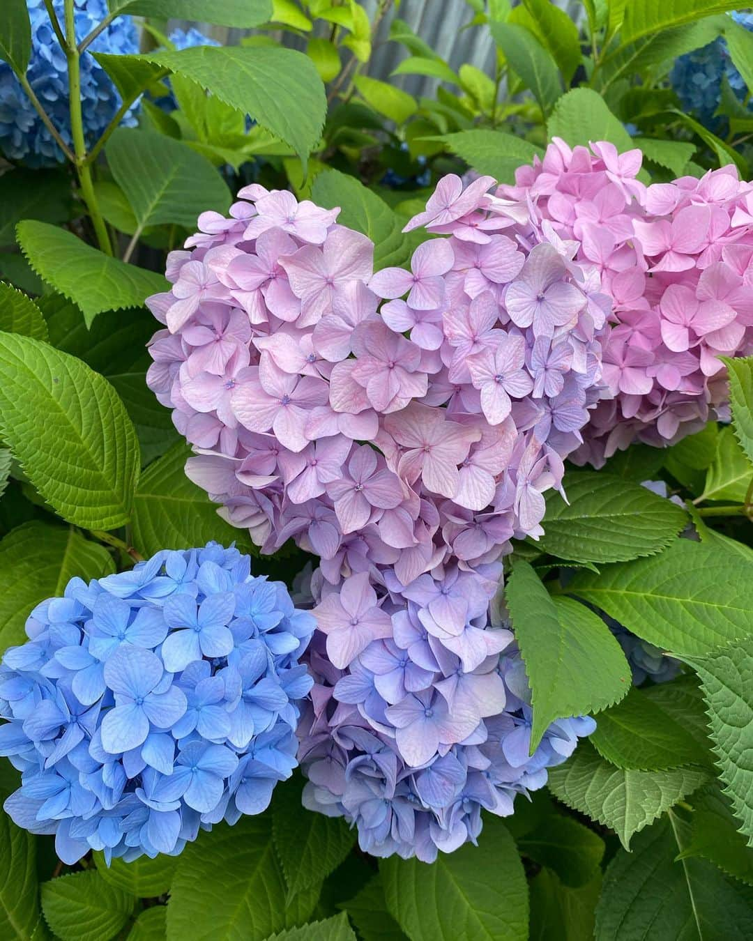 熊田曜子さんのインスタグラム写真 - (熊田曜子Instagram)「My daughter found a heart-shaped hydrangea flower.  子供達の送り迎えの途中で ハートの紫陽花　見つけたよ💠  #紫陽花　#アジサイ　#花　#三姉妹　#送り迎え」6月3日 18時15分 - kumadayoko