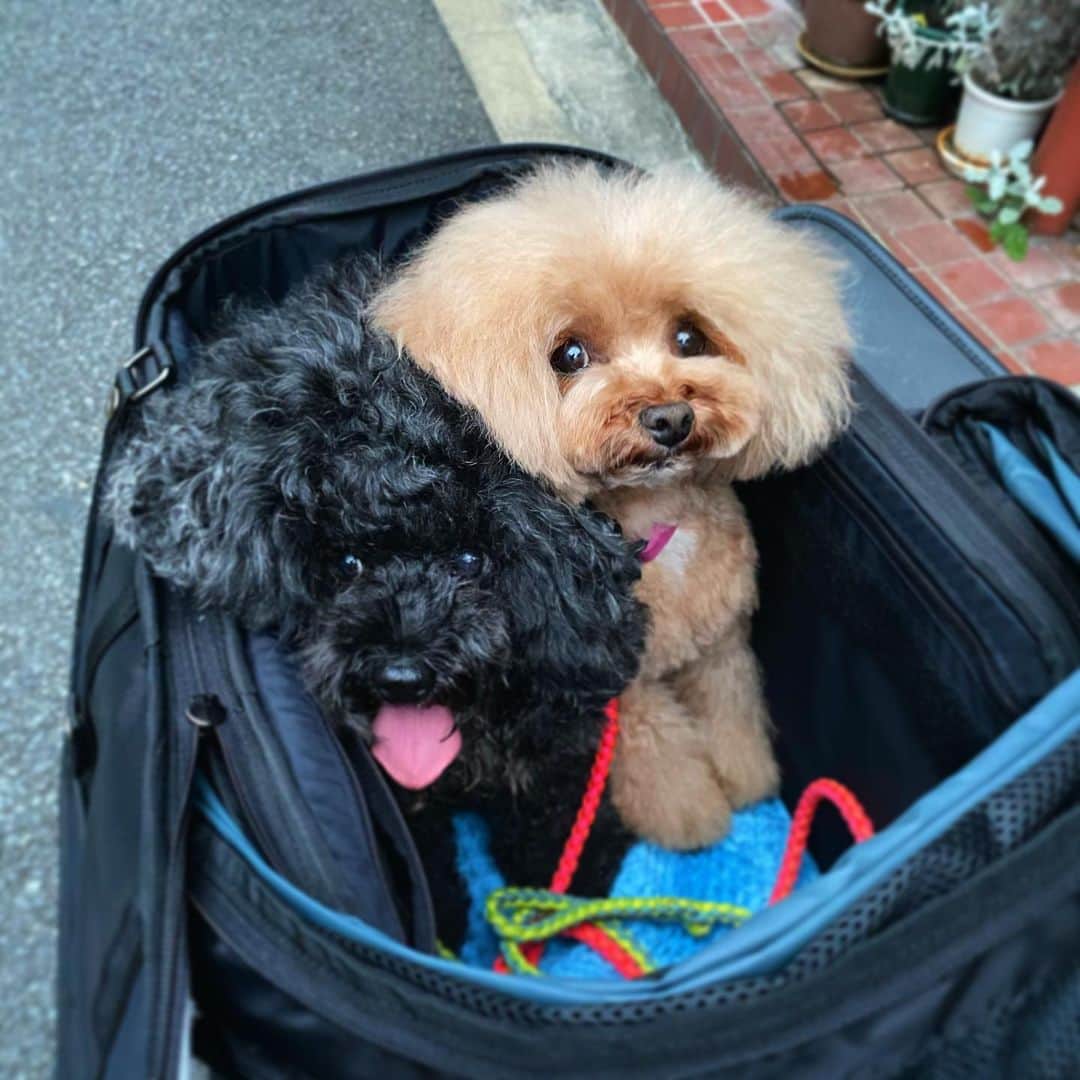 おのののかのインスタグラム：「＊ ちょっと狭そうね🥺 たくさん歩いた日でした✨ #おはぎ　#ちゃちゃ」