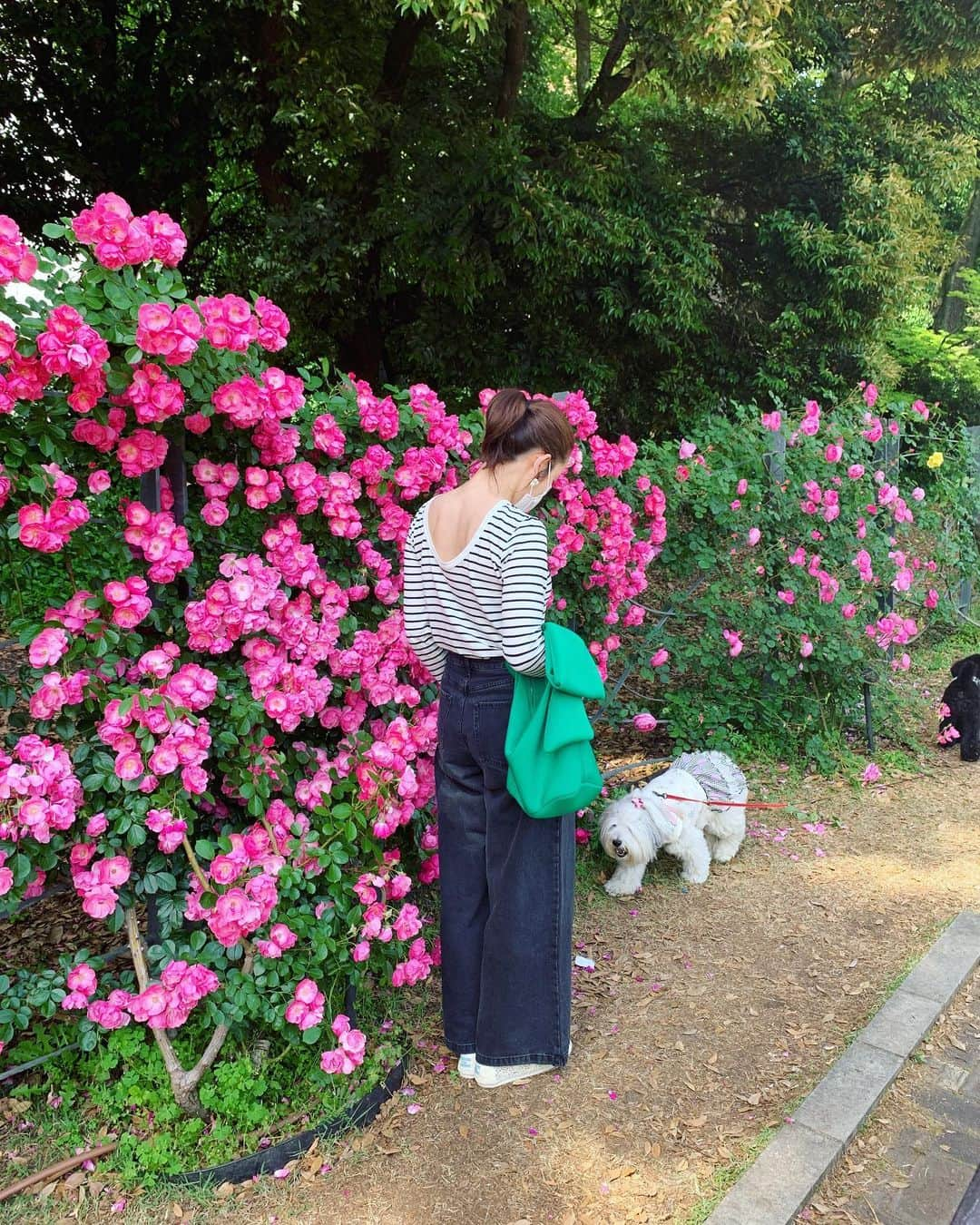 武田訓佳さんのインスタグラム写真 - (武田訓佳Instagram)「🌹 ・ ・ いつかのバラ園リベンジの日💕 ・ ・ このアンジェラっていう品種が むーぅちゃくちゃ綺麗で心奪われた🥰 それから隣で撮影会してた 前見えてない系もさもさわんわんも 人懐っこくてめちゃかわいかった🤤🤍 ・ ・ 最近むくむくと 植物育てたい欲が🪴💓 ・ 植物を愛でる。 心の余裕というか、、、 大人になったな、わたし👵🏻💜 ・ ・ ・ #たけだの日常 #時差投稿 #バラ園 #お散歩 #お散歩日和 #💕 #靱公園バラ園 #ここってさ #ワイングラス片手にぶらさげバスケットにサンドウィッチ入れて布のレジャーシート持っていく系の公園やと思ってたけど #案外すんなり入れました🤣 #イメージよ笑 #お散歩の後の楽しみ #🍰 #量が豚 #🐷❤️」6月3日 22時36分 - kunika0117