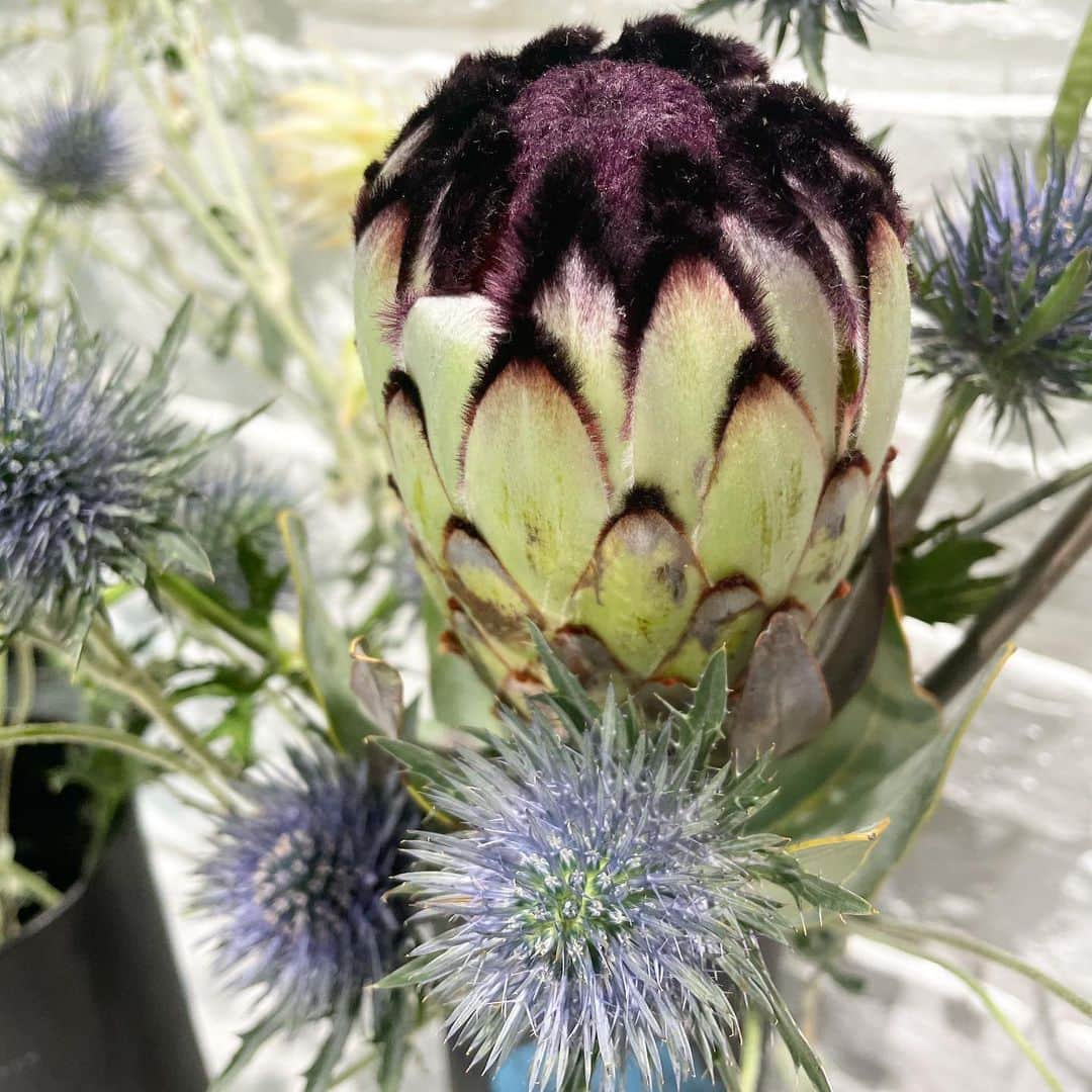 のインスタグラム：「触り心地のいいお花☺︎🌱」