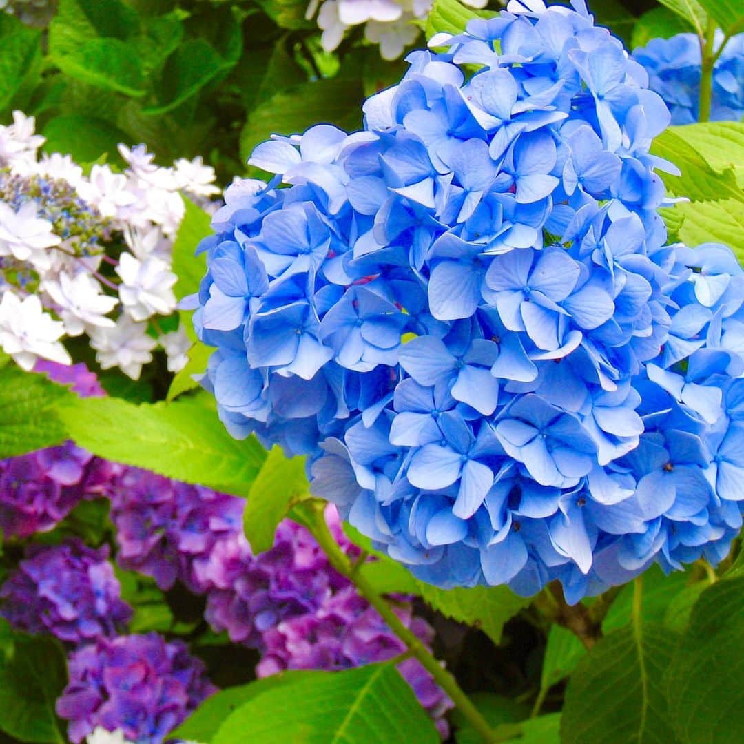 のインスタグラム：「#あじさい が#綺麗に咲き始めて、お散歩が楽しみです☺️✨🌈The hydrangea has begun to bloom, so it's fun to take a walk.🥰✨ ・ 実は雨の日の方があじさいは綺麗ですよ😉✨ ・ #hydrangea #bluehydrangea #青いあじさい #紫陽花 #6月 #flowers #flowerlover #花好きな人と繋がりたい #散歩 #お散歩 #さんぽ #花探し」