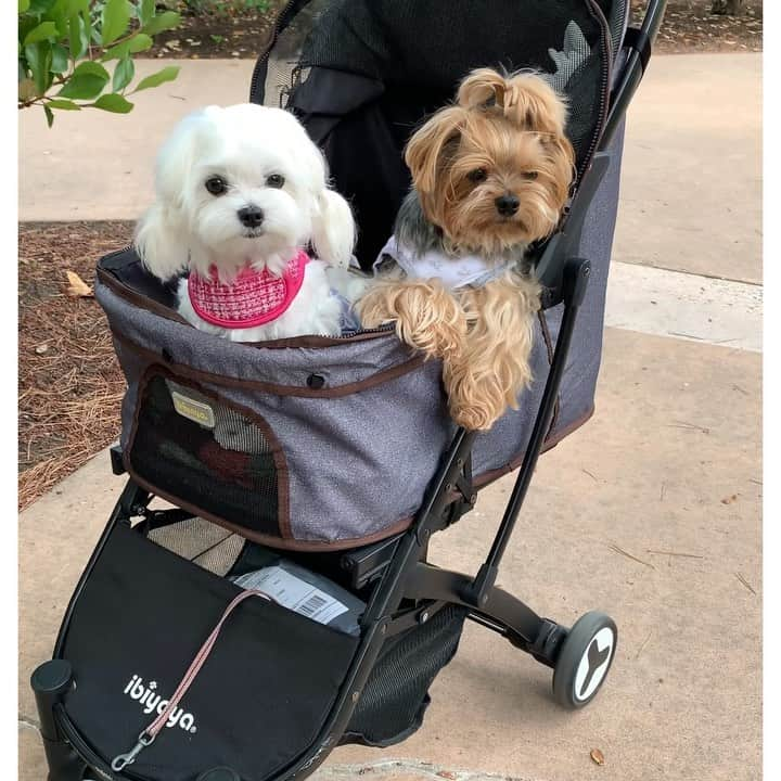 Kodie Bearのインスタグラム：「🐶💭Somie’s never quiet on our walks🙄She🌸 even thinks babies are puppies😳😂💭」