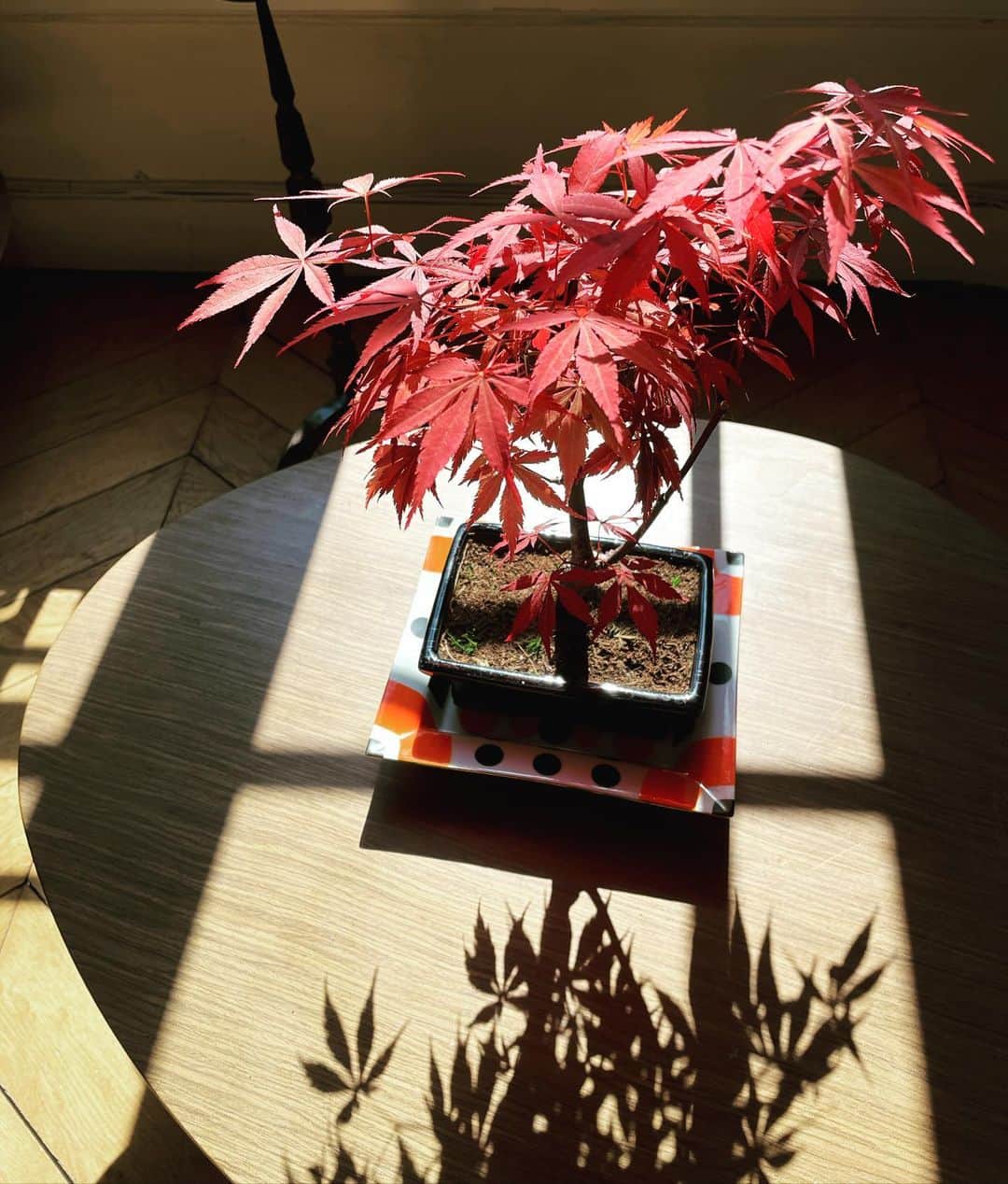 辻仁成さんのインスタグラム写真 - (辻仁成Instagram)「近所の花屋さんに、紅葉の盆栽、があって、迷わず我が家で引き取らせて頂きました。  日記に書いたけど、これは息子に見せたかった、日本のこころ、、、」6月4日 14時50分 - tsujihitonari