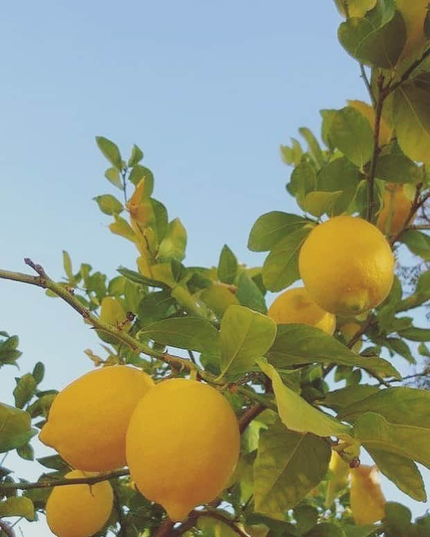 堀江聖夏さんのインスタグラム写真 - (堀江聖夏Instagram)「⌇🍋🍋🍋﻿ ﻿ 私の祖母のお庭には﻿ 季節のお花やお野菜、果物がなったりします﻿ ﻿ この前も、﻿ 「この桜は聖夏が生まれたときに植えたのよ」﻿ と言いながら、祖母は27年間大切に育ててくれています﻿ (ちょっと泣きそうになった。いや泣いてた笑)﻿ ﻿ こうやって植物の種を発芽させるには﻿ 土壌を大切に大切に整え、育てていき﻿ それができて初めて発芽していきます。﻿ ﻿ 環境がはじめて整ったときに﻿ 必要な「養分」が与えられ、﻿ それがようやくどんな「お花」﻿ だったのかが咲いてみてわかる。﻿ ﻿ 祖母と話してて、人も植物も﻿ 環境によって、大きく変化していくから﻿ なんだか似てるなぁと思った◎﻿ ﻿ そーんな日！（笑）﻿ ﻿ _________________________﻿ ﻿ #たまには﻿ #こういうのも﻿ #いいかしら﻿ ﻿ ﻿」6月4日 13時03分 - mina_horie