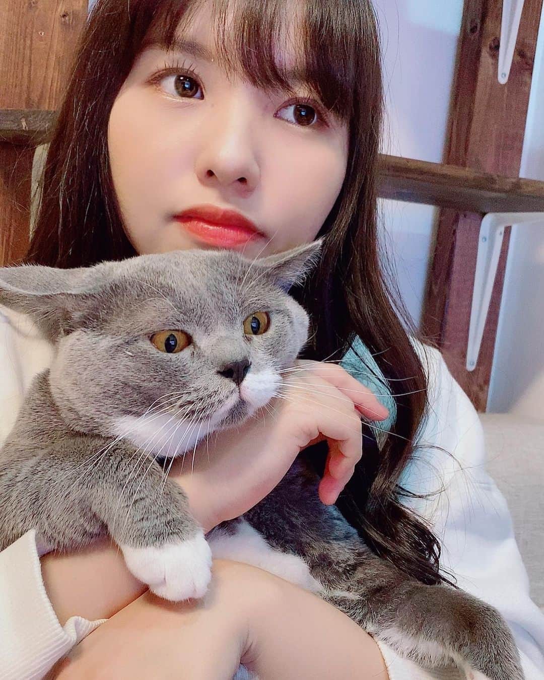 本郷柚巴のインスタグラム：「ゆずand伊之助　😂😸  #猫 #ブリティッシュショートヘアー #伊之助」