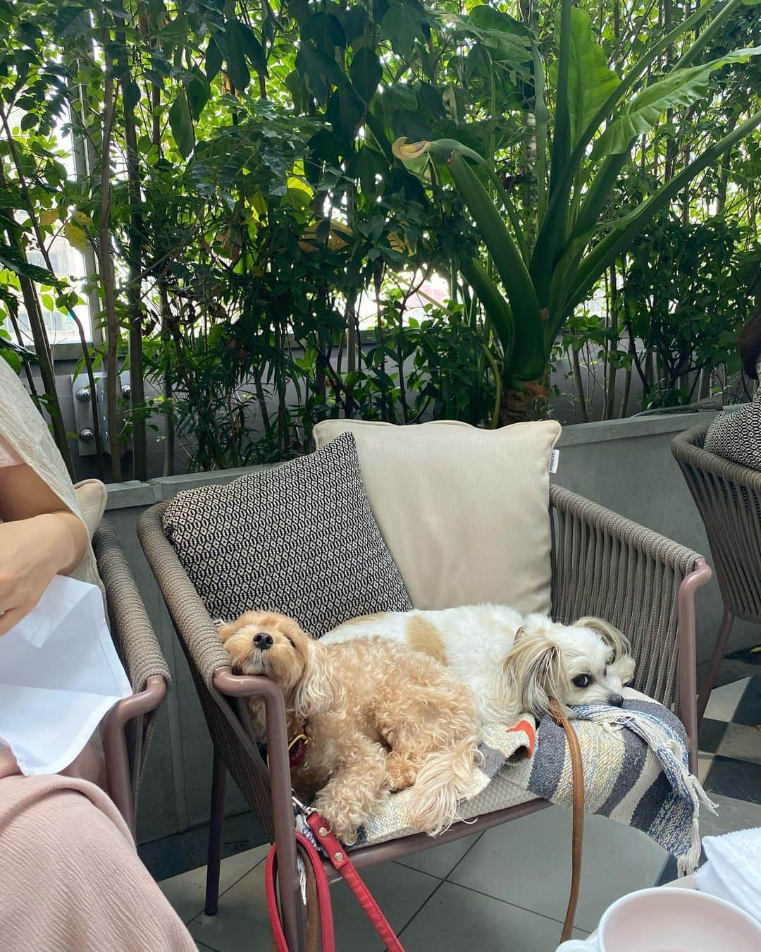 CHIHAさんのインスタグラム写真 - (CHIHAInstagram)「幸せな時間❤️﻿ ﻿ ﻿ ﻿ #kimptonshinjukutokyo #キンプトン新宿東京 #犬連れ #愛犬 #cafe #lunch #dogcafe #ダップー」6月4日 19時20分 - chiha6170