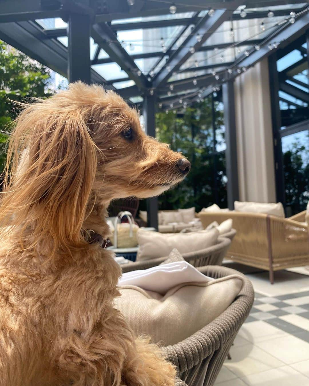 CHIHAさんのインスタグラム写真 - (CHIHAInstagram)「幸せな時間❤️﻿ ﻿ ﻿ ﻿ #kimptonshinjukutokyo #キンプトン新宿東京 #犬連れ #愛犬 #cafe #lunch #dogcafe #ダップー」6月4日 19時20分 - chiha6170