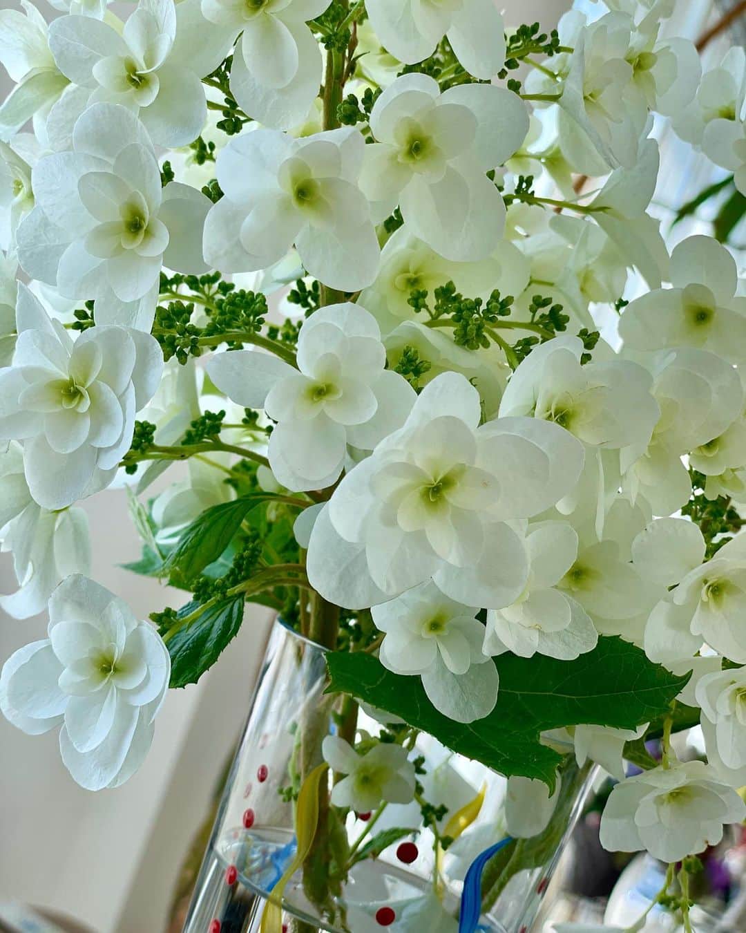 山田佳子さんのインスタグラム写真 - (山田佳子Instagram)「白色の紫陽花って大好き🥰﻿💕 ﻿ #1週間﻿ #お疲れさま﻿ #楽しい週末﻿ #過ごしてね﻿ #白色﻿ #紫陽花﻿ #爽やかで﻿ #大好き﻿ #カシワバアジサイ﻿」6月4日 20時26分 - yoshiko117