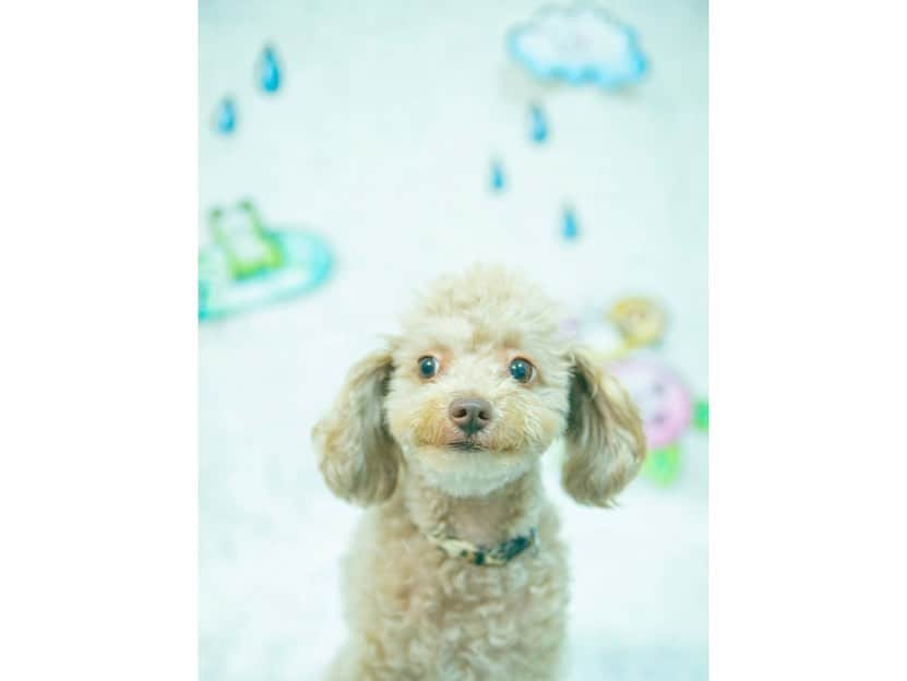 石川恋さんのインスタグラム写真 - (石川恋Instagram)「#月刊ちぇるちぇる 🐶🌈 6月のテーマは梅雨☔️  毎回仲良しのスタッフさんが背景の絵を描いてくれたり いろいろな工夫をして写真を撮ってくれます🥺💕 いつも親子共々お世話になっております。笑 ありがとう🥰🥰🥰 7月のテーマは何にしようかなぁ〜〜。 #Chelsea #ちぇるちぇる」6月4日 20時37分 - ren_ishikawa