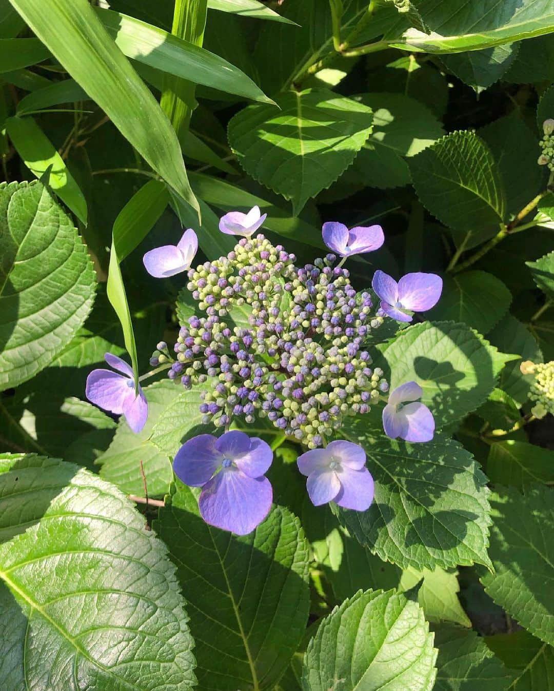 Manaさんのインスタグラム写真 - (ManaInstagram)「💙💠💜 𝑩𝒆𝒂𝒖𝒕𝒊𝒇𝒖𝒍 𝒉𝒚𝒅𝒓𝒂𝒏𝒈𝒆𝒂𝒔 𝒂𝒏𝒅 𝑬𝒍𝒆𝒈𝒂𝒏𝒕 𝒄𝒐𝒍𝒐𝒓𝒇𝒖𝒍 𝒅𝒓𝒆𝒆𝒔👗 . こんばんは😊 紫陽花が咲く季節になりましたね💕 . 全体的にまだ見頃はこれからですが すこしだけ満開の株もありました♪ . 咲きかけの紫陽花は 花冠みたいで かわいいです…👑♡(3枚目〜) . . また見頃になったら見に来ようと思います💘🐾 . . . . Dress：#emiriawiz Sandal：#charlesandkeith . . . . #hydrangea #hydrangeas #hydrangealove #紫陽花 #あじさい #紫陽花の季節 #鶴舞公園 #ノースリーブ #ノースリーブワンピース #梅雨の晴れ間 #晴れの日 #夏コーデ #夏先取り #夏ワンピース #リゾート気分 #初夏 #梅雨明け #待ち遠しい #キレイめコーデ #大人可愛い #爽やかコーデ #夏ファッション #愛沢えみり さん #エミリアウィズ #2021夏 #2021summer #summervibes」6月4日 21時01分 - mana.tcy