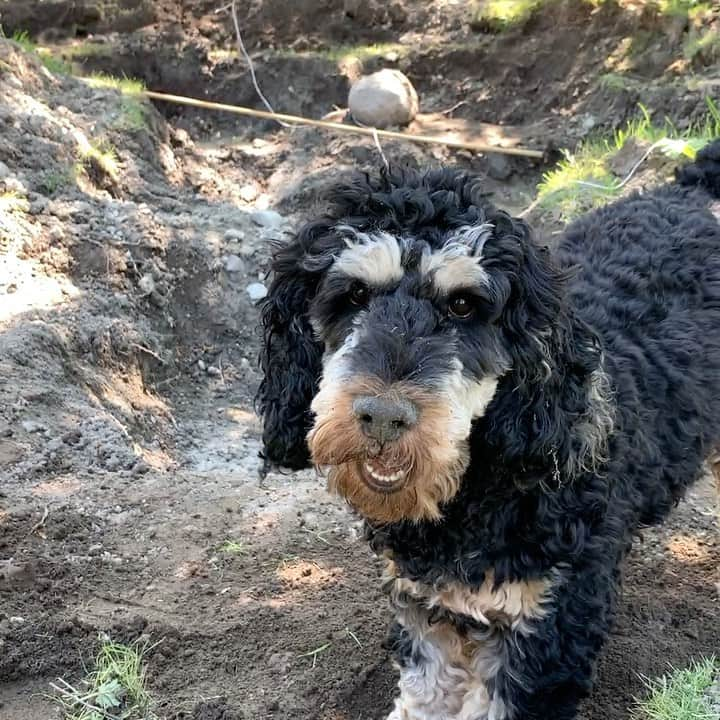 FluffyPackのインスタグラム：「I need a bigger pool!😎💦😂 . #summer #pets #bandit #weekend #tgif #swimmingpool #9gag #garden #weeklyfluff #perro #dogsofinstagram #cockapoo #dogs #lol #love #犬 #funny #tiktok #fredag #helg #собака #funny #trädgård #agriahund #sverigesroligastedjur」