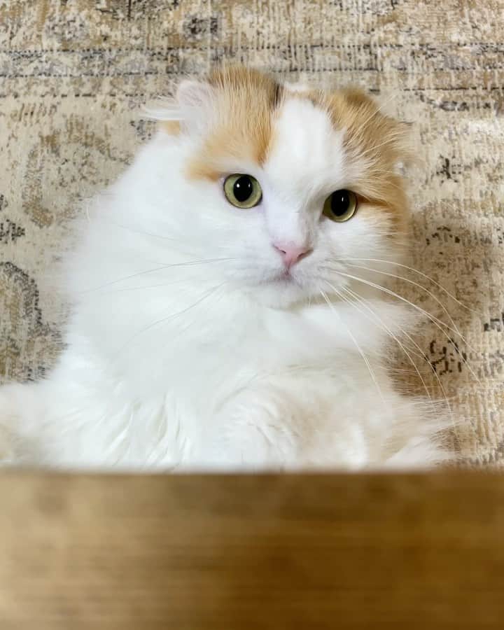 のインスタグラム：「She looks like a kitten forever 🥰  いつまで経っても子猫ちゃんみたいなイクラちゃん🐹😘  新しいラグがこんなにも似合うなんてちょっと意外でした😍  #weeklyfluff #scottishfold #cat #adorable #beautiful #catlover #catsofinstagram #kitty #meowed #fluffy #love」