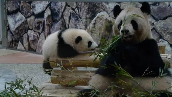 パンダ（白浜）のインスタグラム：「#彩浜 🌈🌈🌈2019 #HELLOPANDABOOK 🐼😊🐼 #photography #adventureworld #アドベンチャーワールド #ADVENTUREWORLDPANDAS #baby #HELLOLITTLE #pandamental #hellopanda #ハローリトル #ハローパンダ #パンダグラビア #パンダ　and #panda #pandababy 🐼🐼🐼」