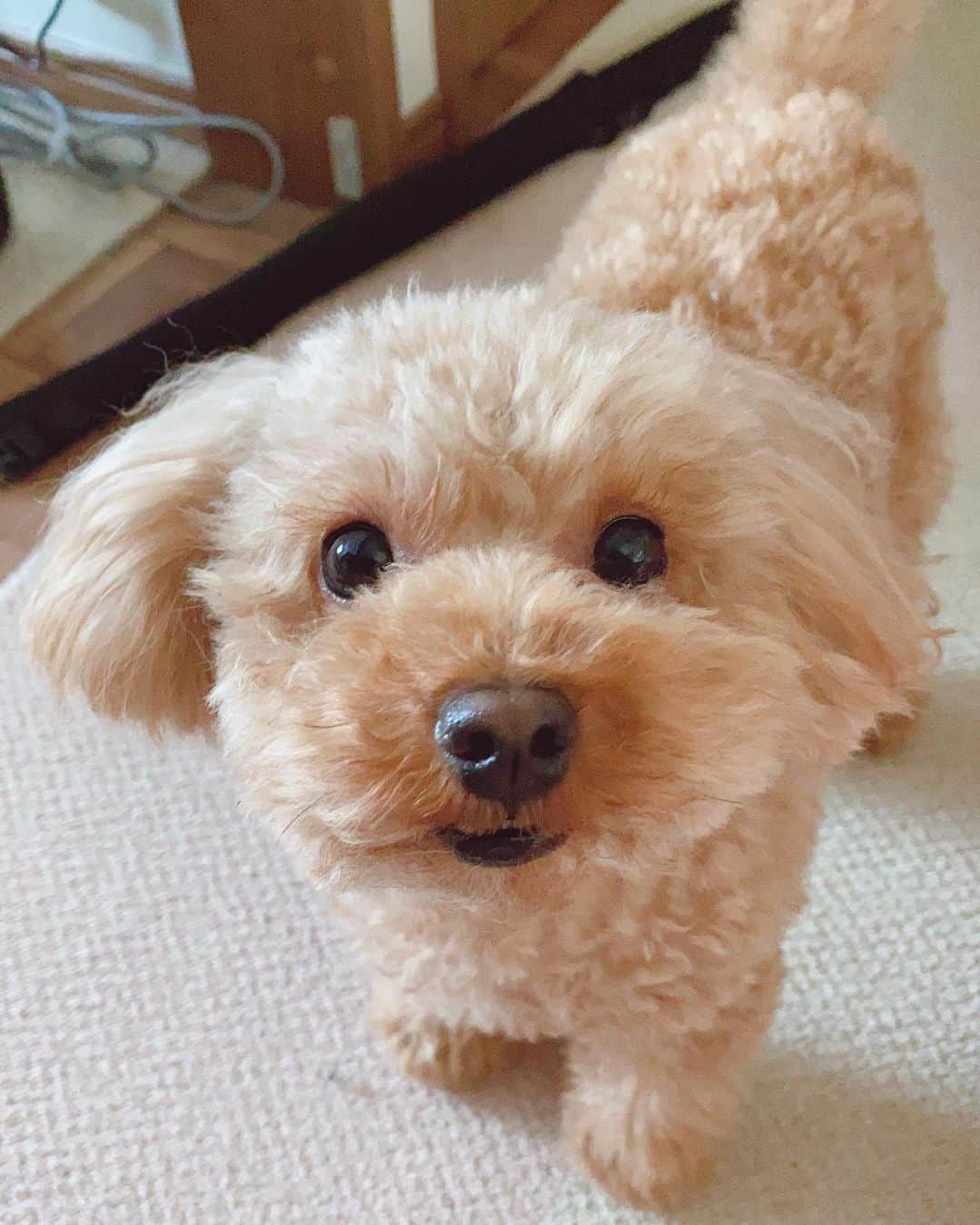のインスタグラム：「可愛い愛犬が5/28で2歳になったよ🥺💕💕 トロはちいさめのトイプードルだけど長生きしてほしいなあ…！ ・ #コノコトトモニ のモデル応募してみたから 犬飼ってるよアピールです😌 昔はカメラ全然向いてくれなかったけど 慣れたのか向いてくれるようになったから嬉しい🙏🙏 #トイプードル #タイニープードル #プードル #犬のいる暮らし #愛犬 #コノコトトモニモデル #多分タイニープードル」