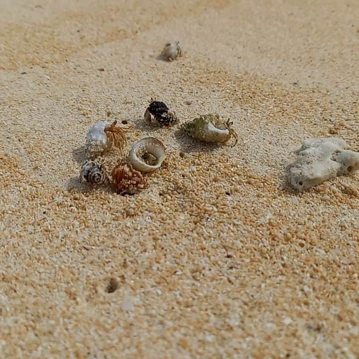 石垣シーサイドホテルのインスタグラム：「八重山の癒し系動物🏖️  おはようございます☀️ お天気が不安定な八重山地方です。 どんよりという言葉がピッタリな日が続きそうです…  こういう時は癒しが必要っ😖 ということで今日は可愛いヤドカリさん達に登場してもらいました😊 わちゃわちゃしてる所が可愛すぎですね😍 皆様のちょっとした癒しになれば幸いです。  フォトコンテストですが、現在皆様からご投稿いただいた写真を選考中ですので、もう少しお待ち下さいませ🙇  #沖縄　#八重山　#ヤドカリ 　#石垣シーサイドホテル」