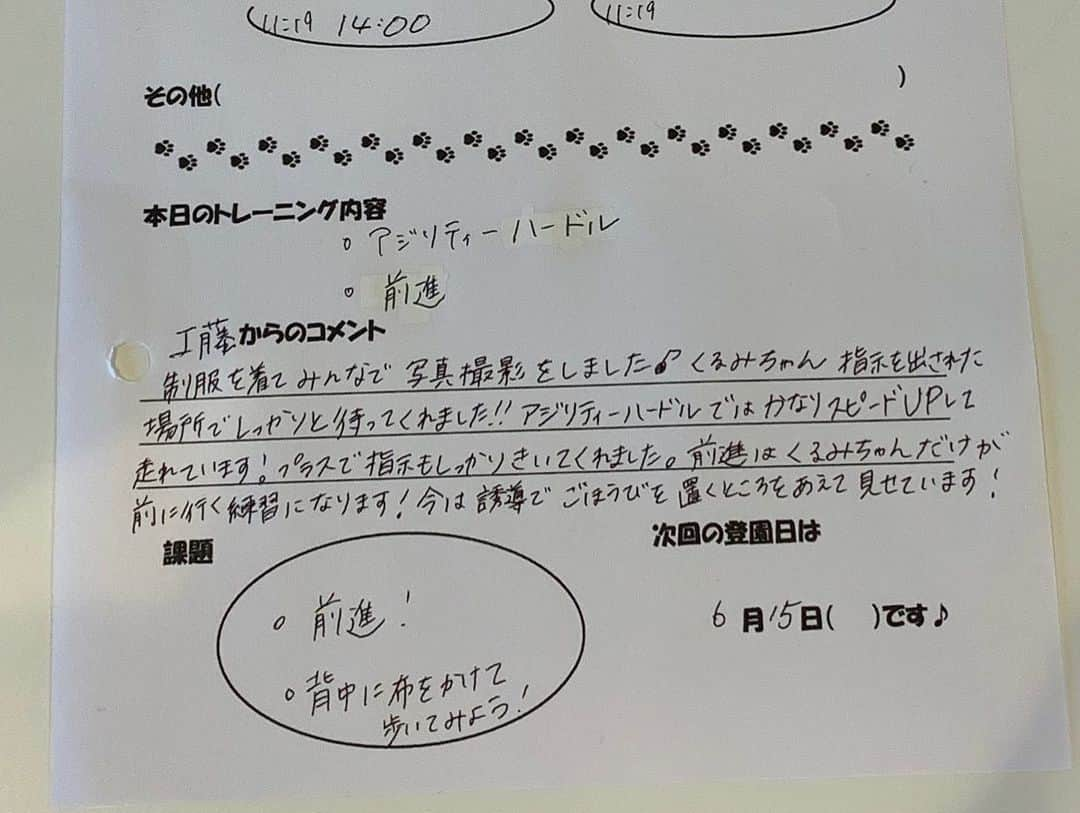 くるみたんさんのインスタグラム写真 - (くるみたんInstagram)「* アジリティを練習する姫が真剣すぎてじわります🤣 * #本人はいたって真剣 #背中に布をかけて歩いてみよう ← #獅子舞でもするのかしら #お遊戯会かな😂 * * 犬の保育園 → @dogrhythm  * * #プードル #トイプードル #ティーカッププードル #犬 #ふわもこ部  #犬バカ部 #アプリコット #パピー #ペット #poodle #toypoodle #pecoいぬ部 #teacuppoodle #dog #dogstagram #instadog #puppy #tokyo #olympuspen #くるみたん」6月5日 17時21分 - kurumitaan