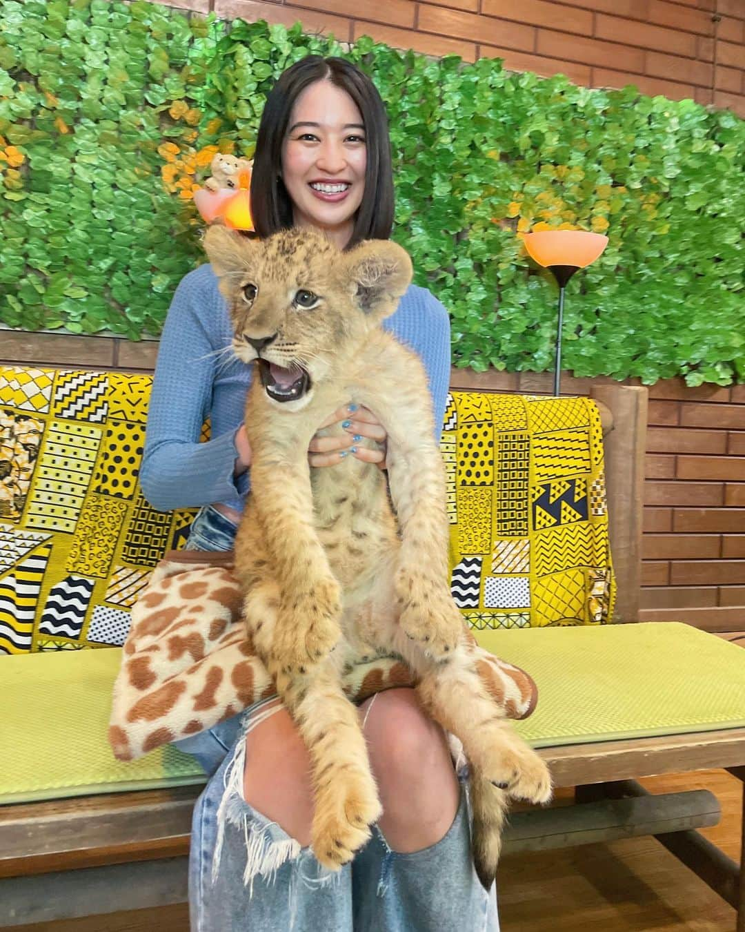 青野楓さんのインスタグラム写真 - (青野楓Instagram)「夢が叶った日🦁 ☑︎いつかライオンの赤ちゃんを抱っこしたい  終始にやにやでれでれが止まらなかったです(笑)なんて可愛い生き物なんだ。 スティッチ感もあるよね💙笑 ずっしりしてて、体温も高めでそれすら愛おしかった← (いつかのUVERworld)  初 #富士サファリパーク (@fuji_safari )でしたが、ふれあいパーク以外は車で回れるしこの時期でも大人も子供も楽しめる場所でした！  #ライオン#ライオンの赤ちゃん#ライオンの赤ちゃん抱っこ#Lion#サファリパーク#動物#どうぶつ」6月5日 18時04分 - kaede626