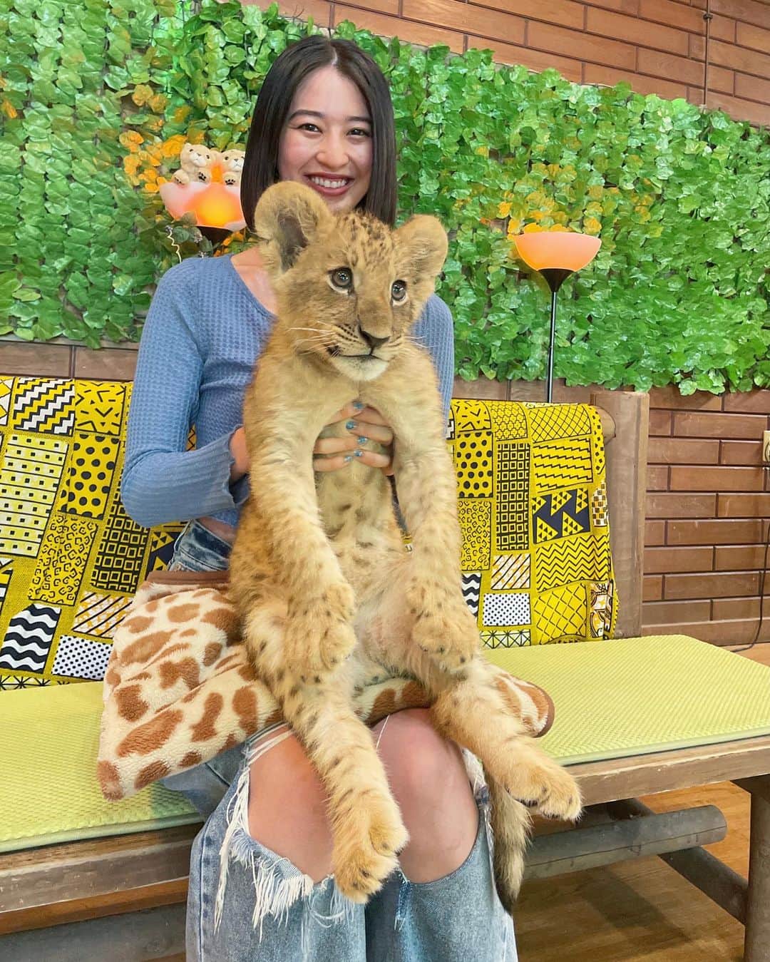 青野楓のインスタグラム：「夢が叶った日🦁 ☑︎いつかライオンの赤ちゃんを抱っこしたい  終始にやにやでれでれが止まらなかったです(笑)なんて可愛い生き物なんだ。 スティッチ感もあるよね💙笑 ずっしりしてて、体温も高めでそれすら愛おしかった← (いつかのUVERworld)  初 #富士サファリパーク (@fuji_safari )でしたが、ふれあいパーク以外は車で回れるしこの時期でも大人も子供も楽しめる場所でした！  #ライオン#ライオンの赤ちゃん#ライオンの赤ちゃん抱っこ#Lion#サファリパーク#動物#どうぶつ」