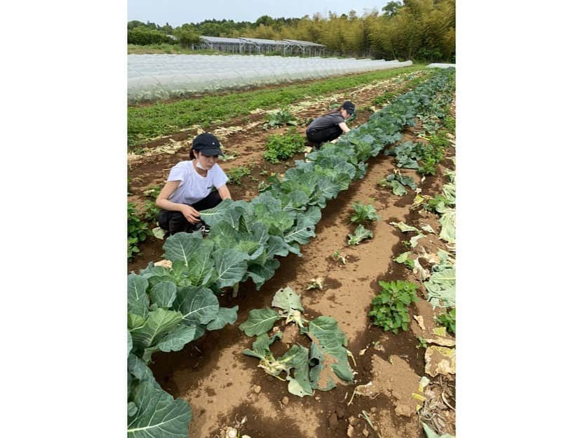 石川恋さんのインスタグラム写真 - (石川恋Instagram)「#恋の畑日記 🥦 先月ですが、カリフラワーの大収穫！ その他にもケール、そらまめ、スナップえんどう、にんじんなどなど☺️🥕  そしてこの子たちをどんなお料理にしたかというと、、  ・カリフラワーとそらまめの粉チーズ炒め ・ケールとチキンのシチュー ・ケールとモッツァレラチーズのホットサラダ ▶︎▶︎ケールは食物繊維が豊富に含まれているから お腹の調子がとても良くなるよ！ 腸活にはかなりおすすめの野菜🥬🧡 ・カリフラワーのえびチャーハン ▶︎▶︎これもかなりおすすめ！ カリフラワーを細かく刻んだものをお米の代わりに チャーハンにしているんだけど、 かなり糖質を抑えられる上に満腹感を得られるから ダイエットの強い味方だよ🥳  この日は収穫以外にも苗を定植する作業をお手伝いしたりしました。 梅雨の時期になるけど、植えた子たちが力強く育ってくれますように、、🙏✨ #恋とトラと野菜 #恋と野菜 #ベジ活 #農業 #畑 #トラウデン直美 さん」6月5日 18時26分 - ren_ishikawa