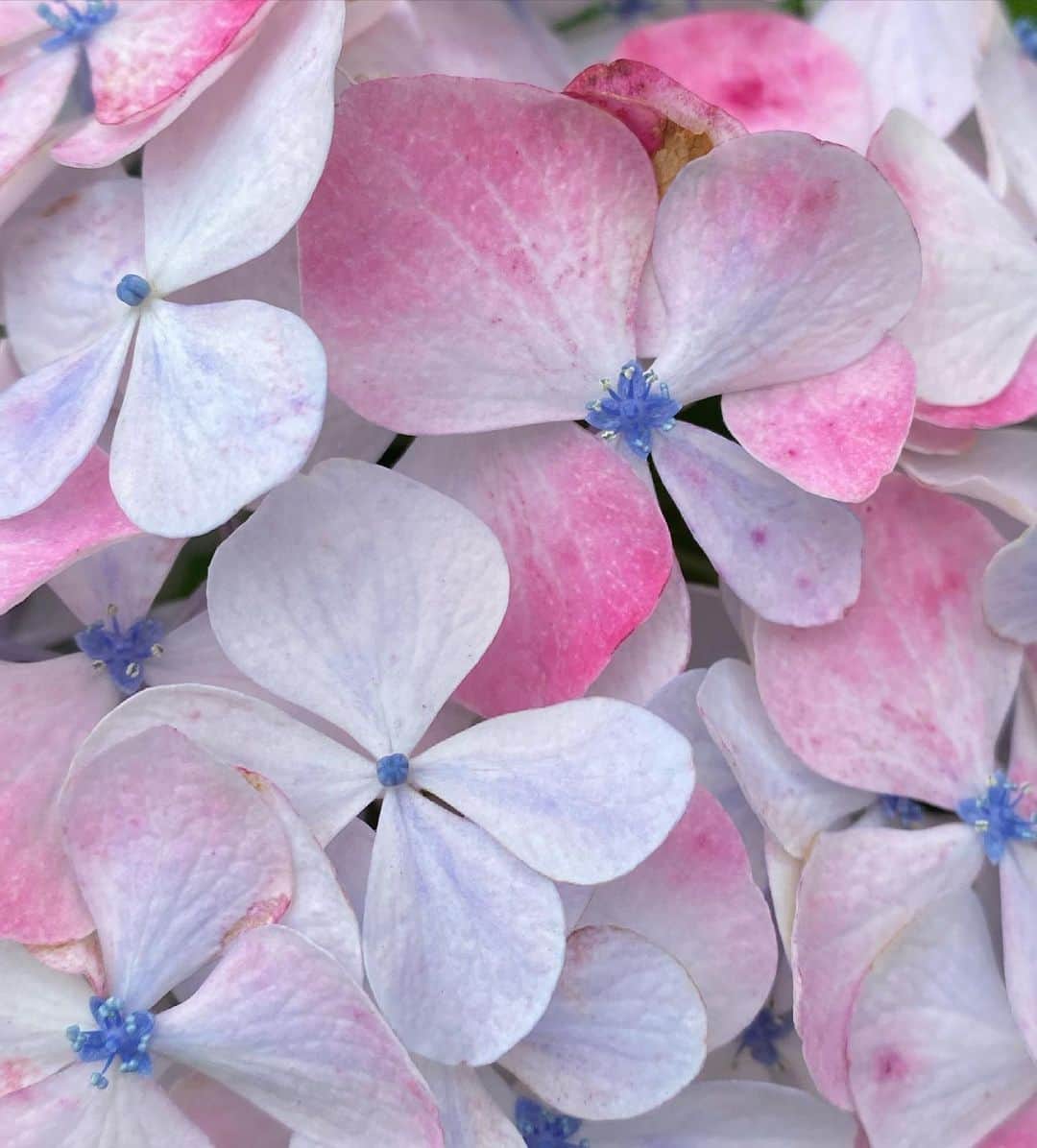 早坂香須子さんのインスタグラム写真 - (早坂香須子Instagram)「絵の具で滲んだような紫陽花にキュンとした朝」6月5日 11時53分 - kazukovalentine