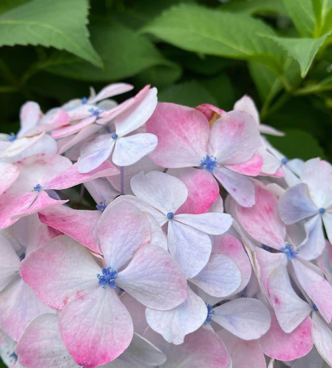 早坂香須子さんのインスタグラム写真 - (早坂香須子Instagram)「絵の具で滲んだような紫陽花にキュンとした朝」6月5日 11時53分 - kazukovalentine