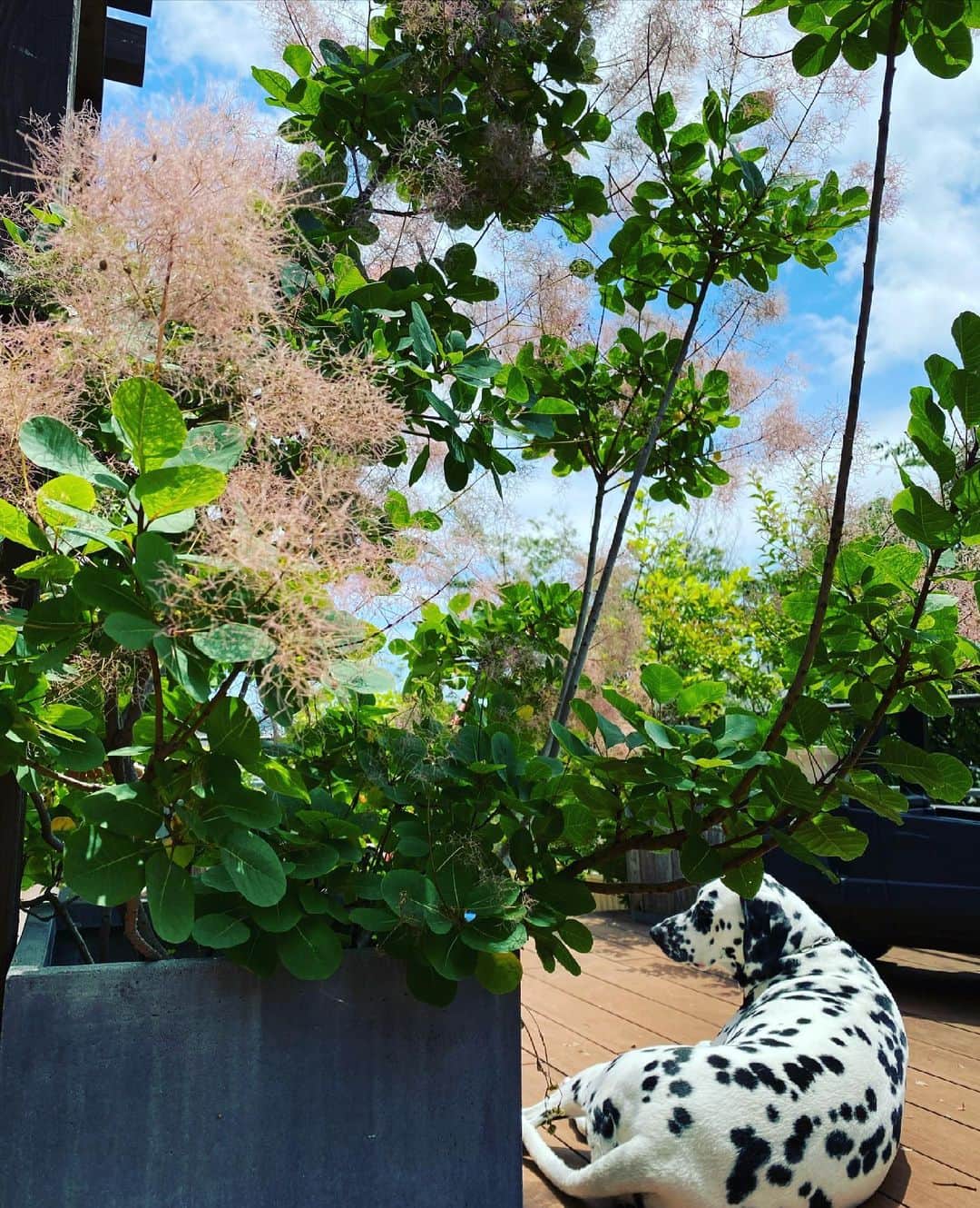 高岡早紀 さんのインスタグラム写真 - (高岡早紀 Instagram)「屋上の緑たちがこんなに生茂ってきた。 今日はダラダラ過ごすの〜  #早紀おウチガーデニング  #スモークツリー」6月5日 11時53分 - saki_takaoka