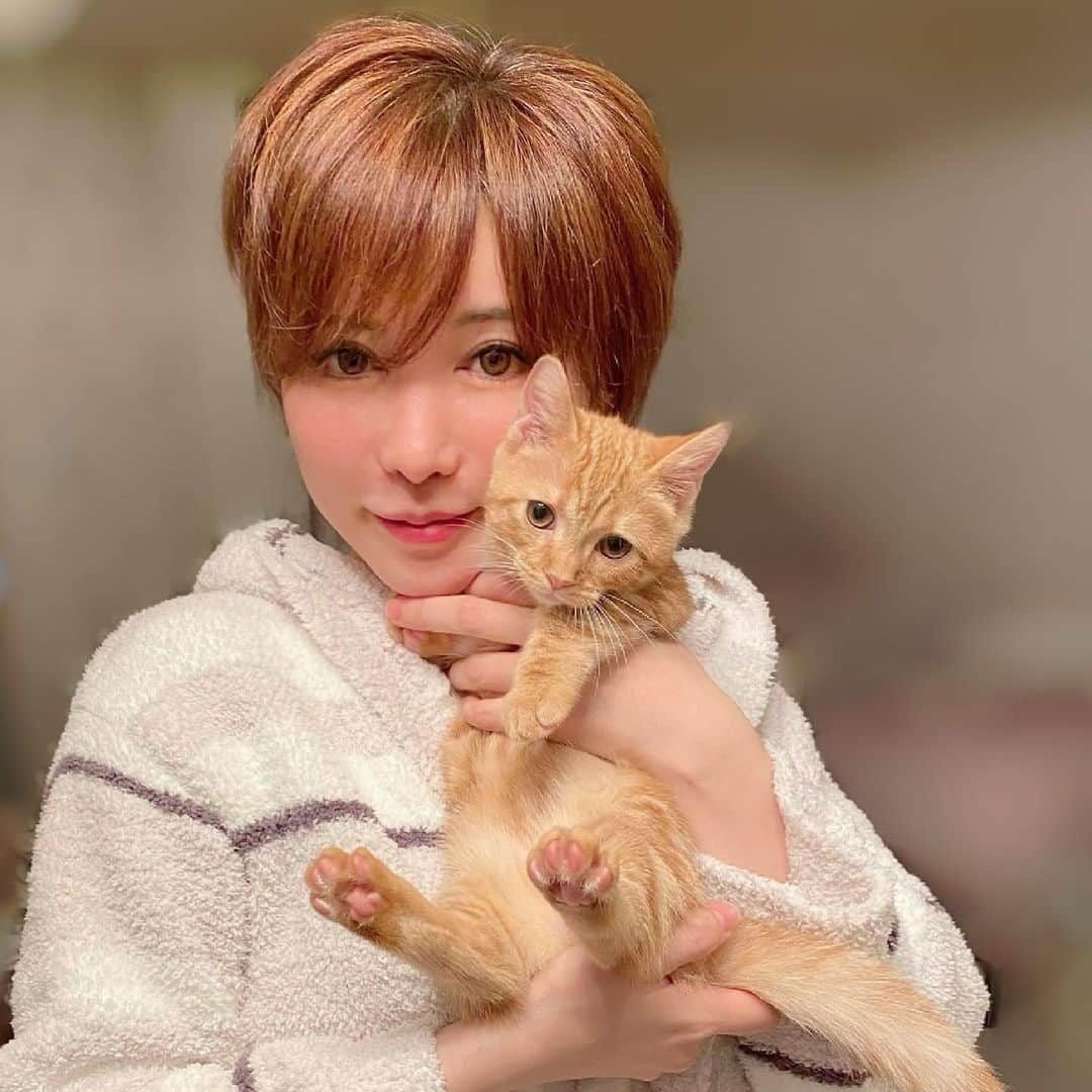 里美ゆりあのインスタグラム：「ニャンて日だ(*ˊᵕˋ*)੭ ੈ❤︎  #猫 #マンチカン #マンチカン短足  #cat #pretty  #love」