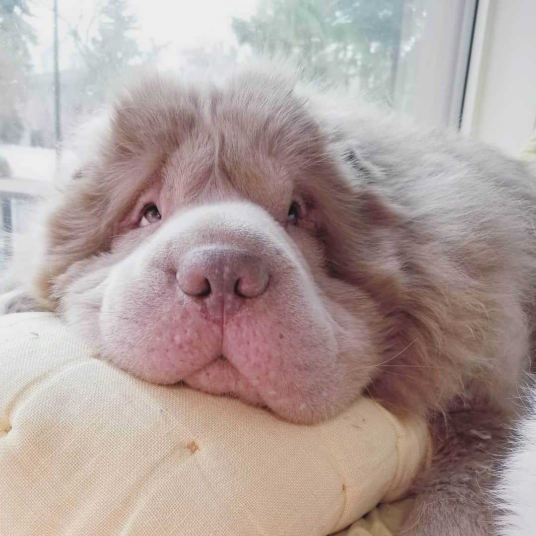 Tonkey Bearのインスタグラム：「Exhausted after sampling (almost) every @earlofsandwichyeg combo today. Taking the opportunity to say hello to everyone we've missed on IG 🐻👋. Have a great sunshiney weekend!」