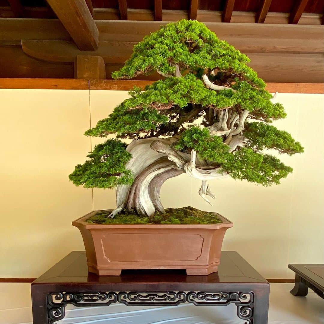 藤井フミヤさんのインスタグラム写真 - (藤井フミヤInstagram)「﻿ 明治神宮で盆栽の展示をやっていました。﻿ これぞ世界に誇る日本の美ですね。﻿ ﻿ We are exhibiting bonsai at Meiji Shrine.﻿ This is the world-class beauty of Japan.﻿ ﻿ [Photo #1]﻿ 桧　﻿ 樹齢約100年　﻿ Japanese cypress　﻿ About 100 years old﻿ ﻿ [Photo #2]﻿ 赤松　﻿ 樹齢約200年﻿ Red Pine　﻿ About 200 years old﻿ ﻿ [Photo #3]﻿ 五葉松　﻿ 樹齢約250年　﻿ Pine　﻿ About 250 years old﻿ ﻿ [Photo #4]﻿ 山もみじ　﻿ 樹齢約80年　﻿ Autumn leaves　﻿ About 80 years old﻿ ﻿ [Photo #5]﻿ 皐月　ツツジ　﻿ 樹齢約150年　﻿ Azalea　﻿ About 150 years old﻿ ﻿ [Photo #6]﻿ 楓　かえで　﻿ 樹齢約100年　﻿ Kaede　﻿ About 100 years old﻿ ﻿ [Photo #7]﻿ 真柏　ヒノキ　﻿ 樹齢約300年　﻿ Japanese cypress　﻿ About 300 years old﻿ ﻿ [Photo #8]﻿ 真柏　ヒノキ　﻿ 樹齢約700年 ﻿ Japanese cypress ﻿ About 700 years old﻿ ﻿ [Photo #９]﻿ 五葉松　﻿ 樹齢約80年 ﻿ Pine ﻿ About 80 years old﻿ ﻿ [Photo #10]﻿ 五葉松　﻿ 樹齢約180年 ﻿ Pine ﻿ About 180 years old﻿ ﻿ #artist #art #artwork﻿ #nude #painting #illustration ﻿ #fineart #ファインアート﻿ #contemporaryart #現代アート﻿ #mixedmedia #visualart﻿ #design #graphicdesign﻿ #artoftheday﻿ #artcollection #アートコレクター﻿ #fumiyart2021﻿ #ACTION」6月5日 18時57分 - fumiya_fujii_ff