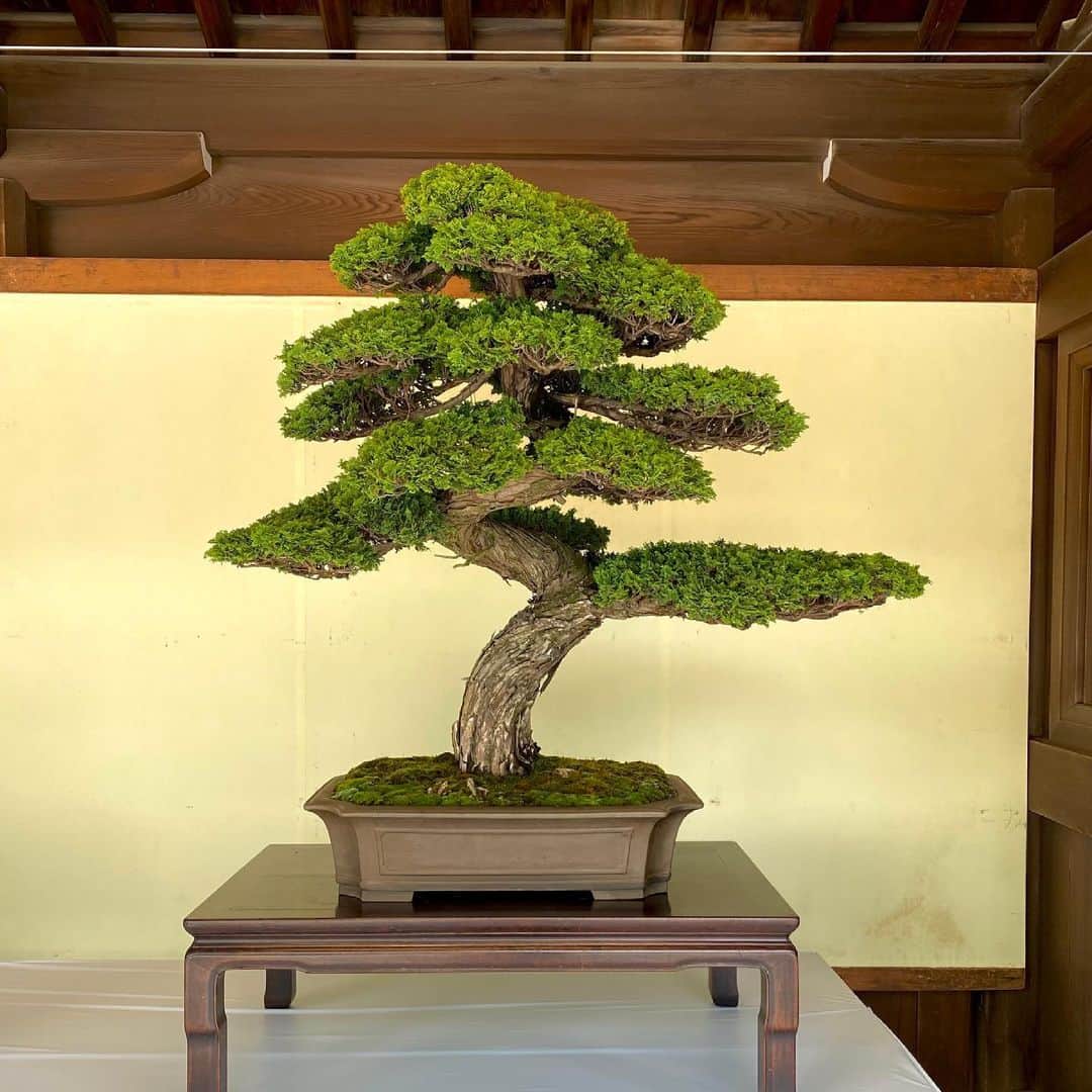 藤井フミヤのインスタグラム：「﻿ 明治神宮で盆栽の展示をやっていました。﻿ これぞ世界に誇る日本の美ですね。﻿ ﻿ We are exhibiting bonsai at Meiji Shrine.﻿ This is the world-class beauty of Japan.﻿ ﻿ [Photo #1]﻿ 桧　﻿ 樹齢約100年　﻿ Japanese cypress　﻿ About 100 years old﻿ ﻿ [Photo #2]﻿ 赤松　﻿ 樹齢約200年﻿ Red Pine　﻿ About 200 years old﻿ ﻿ [Photo #3]﻿ 五葉松　﻿ 樹齢約250年　﻿ Pine　﻿ About 250 years old﻿ ﻿ [Photo #4]﻿ 山もみじ　﻿ 樹齢約80年　﻿ Autumn leaves　﻿ About 80 years old﻿ ﻿ [Photo #5]﻿ 皐月　ツツジ　﻿ 樹齢約150年　﻿ Azalea　﻿ About 150 years old﻿ ﻿ [Photo #6]﻿ 楓　かえで　﻿ 樹齢約100年　﻿ Kaede　﻿ About 100 years old﻿ ﻿ [Photo #7]﻿ 真柏　ヒノキ　﻿ 樹齢約300年　﻿ Japanese cypress　﻿ About 300 years old﻿ ﻿ [Photo #8]﻿ 真柏　ヒノキ　﻿ 樹齢約700年 ﻿ Japanese cypress ﻿ About 700 years old﻿ ﻿ [Photo #９]﻿ 五葉松　﻿ 樹齢約80年 ﻿ Pine ﻿ About 80 years old﻿ ﻿ [Photo #10]﻿ 五葉松　﻿ 樹齢約180年 ﻿ Pine ﻿ About 180 years old﻿ ﻿ #artist #art #artwork﻿ #nude #painting #illustration ﻿ #fineart #ファインアート﻿ #contemporaryart #現代アート﻿ #mixedmedia #visualart﻿ #design #graphicdesign﻿ #artoftheday﻿ #artcollection #アートコレクター﻿ #fumiyart2021﻿ #ACTION」