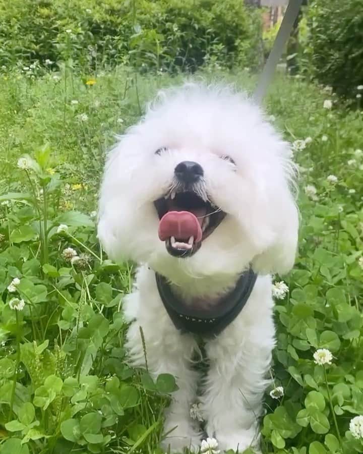 のインスタグラム：「개신남🐶」