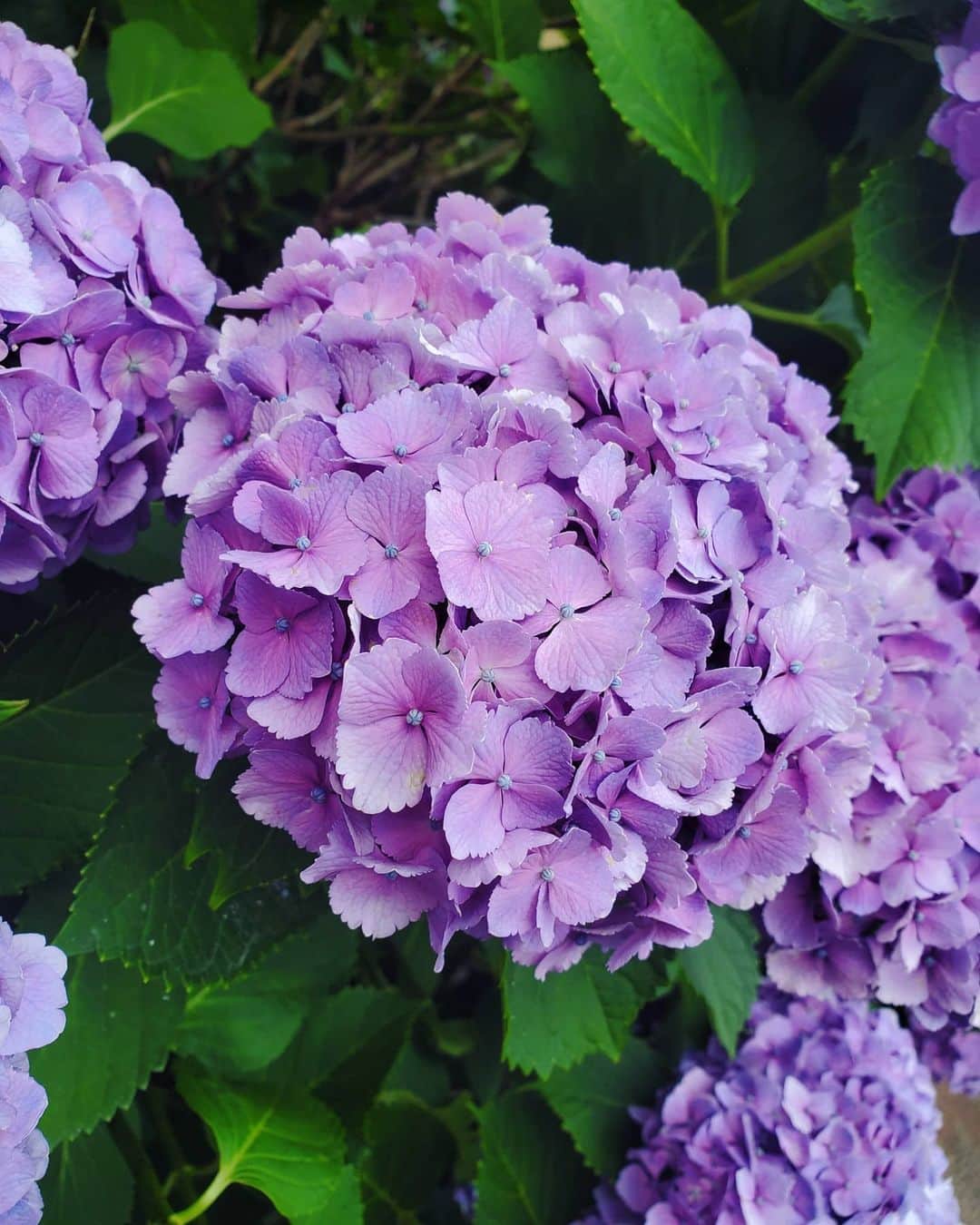 山崎真実さんのインスタグラム写真 - (山崎真実Instagram)「もうすぐ梅雨入り。 雨でジメジメしてくるけど、紫陽花がキレイに咲いてるからこの時期良いですよね！ 毎年一緒に写真撮っちゃいます。  #梅雨入り間近 #紫陽花 #山崎真実」6月5日 14時27分 - mami_yamasaki0920