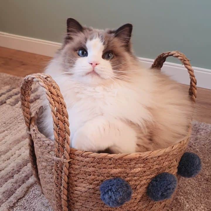 Princess Auroraのインスタグラム：「Why is she so cute? 😭😍  Normally Levi sits and plays in the basket but we gave Aurora free reign to play without any interruptions from him.  #catsofinstagram #dailyfluff #weeklyfluff #cutepetclub #meow #kawaii #instacat #meowed #catlife #petstagram #ilovemypet #bestmeow #viral #catlove #neko #purrfect #catsofig #ragdoll #queen #cats_of_instagram #cat #cats #aurorapurr #ragdollcat #ragdollsofinstagram #catinabasket #caturday」