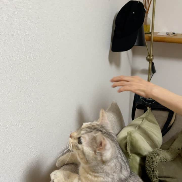 森下千里のインスタグラム：「虫と戦う🐈 母とふたりで大爆笑。  石巻に越してきて2か月。 前よりも、少し落ち着いていられるのは、 こういう時間があるからだと思います😊  #ねこのいる生活  #母と暮らせば  #猫好き母娘」