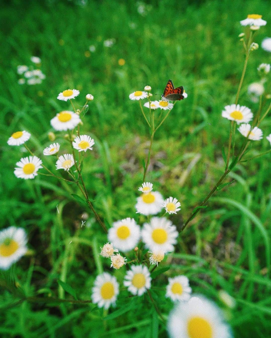 Ami さんのインスタグラム写真 - (Ami Instagram)「自然が好き🌿 都会では気持ち悪いって思ってしまう虫も、自然の中では仲間に思えたり。 生き物をより愛おしく思える。」6月5日 22時06分 - ami_dream05