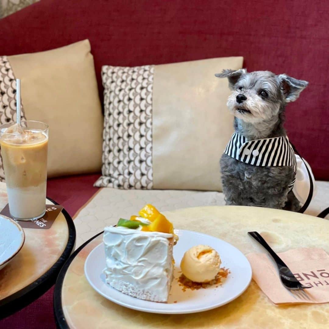 橘珠里さんのインスタグラム写真 - (橘珠里Instagram)「𝗞𝗶𝗺𝗽𝘁𝗼𝗻 𝗦𝗵𝗶𝗻𝗷𝘂𝗸𝘂 𝗧𝗼𝗸𝘆𝗼  ホテル、カフェ、レストランをわんちゃんと一緒に過ごせるということで、気になっていた #キンプトン新宿東京   ゆるレポート です📋  今回は1Fのカフェ The Jones Café & Bar に行ってみました⋆͛  席に着くとすぐにブレアが座れるようにシートを貸してくださり、ソファ🛋席に一緒に座ることができました◎  店内のフロアを歩かせることも可能です🐕‍🦺  朝早く、朝食時にうかがいましたが、他にもわんちゃんと一緒の方を見かけて可愛かったです🐾  ブレアも安心して過ごせたので、今度は宿泊でも利用したくなりました◡̈ ✧ ----------------------- #キンプトン新宿 #わんことお出かけ #ペットok #わんこokカフェ #わんこokのお店 #わんこokカフェ情報 #わんこのいる生活 #犬同伴可 #犬同伴ok #わんこ同伴ok #ワンコ店内ok #新宿カフェ #愛犬とお出かけ #わんこお出かけ情報 #わんこお出かけ部 #わんこok宿  #わんこokホテル #わんこ服 #犬スタグラム #犬のいる暮らし  #kimptonshinjukutokyo #kimptonhotel #kimptonshinjuku #shinjuku #tokyo #dogstagram #maltipoo #maltipoolove #thejonescafeandbar」6月5日 22時48分 - jurinu