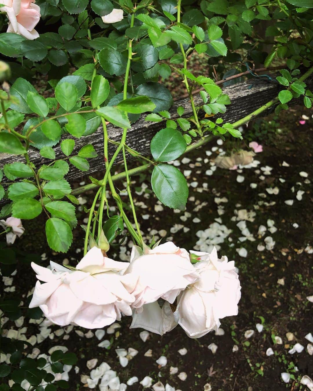 浅野菜緒子さんのインスタグラム写真 - (浅野菜緒子Instagram)「The last of roses🥀🌿  #去りゆく薔薇の季節 ( ; _ ; )/~~~ #NaokosBotanicalDiary #roses」6月5日 23時43分 - naokoasano