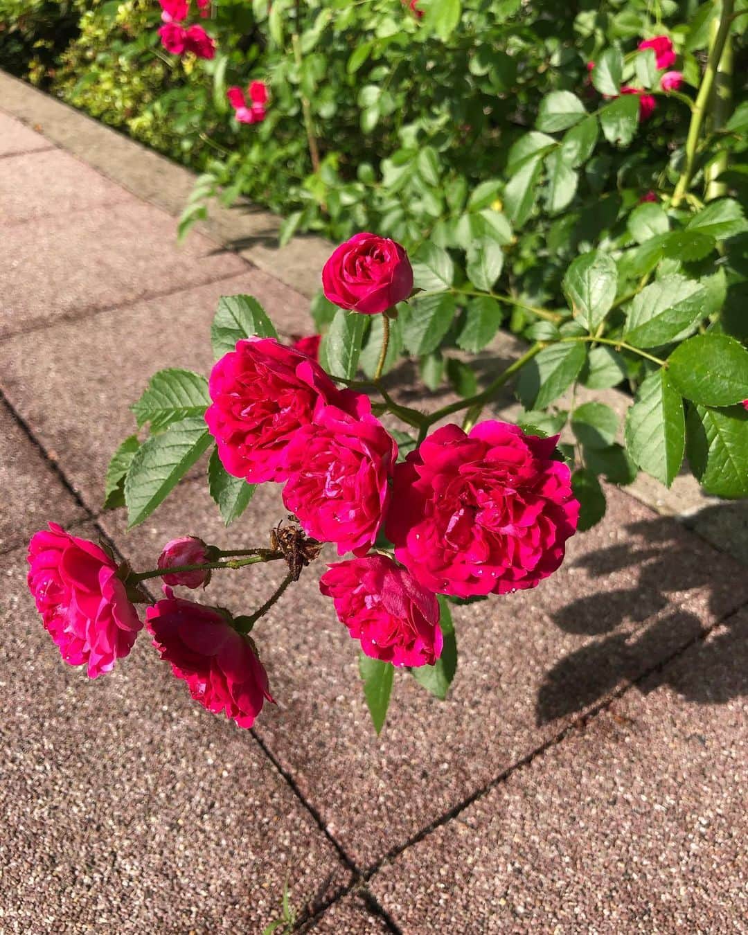 浅野菜緒子さんのインスタグラム写真 - (浅野菜緒子Instagram)「The last of roses🥀🌿  #去りゆく薔薇の季節 ( ; _ ; )/~~~ #NaokosBotanicalDiary #roses」6月5日 23時43分 - naokoasano