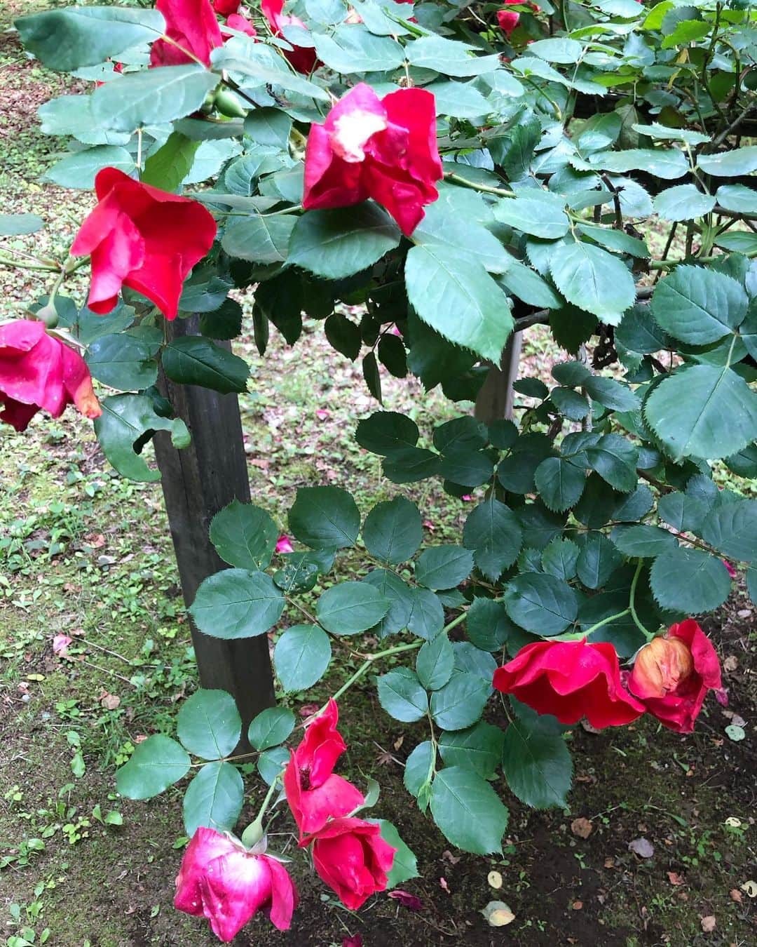 浅野菜緒子さんのインスタグラム写真 - (浅野菜緒子Instagram)「The last of roses🥀🌿  #去りゆく薔薇の季節 ( ; _ ; )/~~~ #NaokosBotanicalDiary #roses」6月5日 23時43分 - naokoasano
