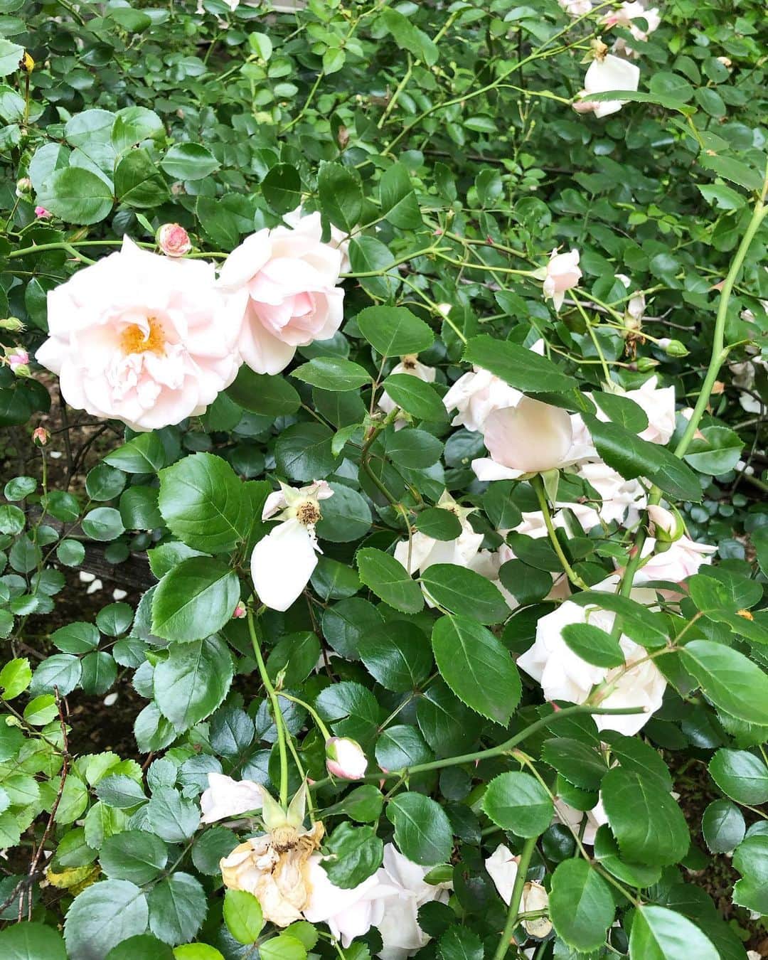 浅野菜緒子さんのインスタグラム写真 - (浅野菜緒子Instagram)「The last of roses🥀🌿  #去りゆく薔薇の季節 ( ; _ ; )/~~~ #NaokosBotanicalDiary #roses」6月5日 23時43分 - naokoasano
