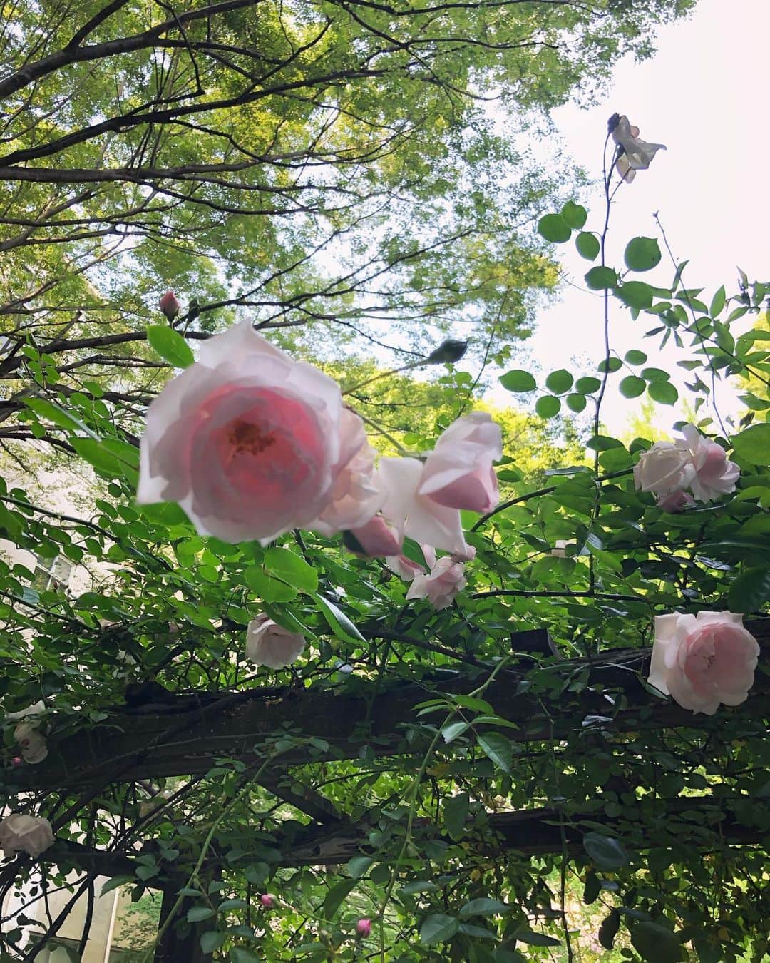 浅野菜緒子さんのインスタグラム写真 - (浅野菜緒子Instagram)「The last of roses🥀🌿  #去りゆく薔薇の季節 ( ; _ ; )/~~~ #NaokosBotanicalDiary #roses」6月5日 23時43分 - naokoasano